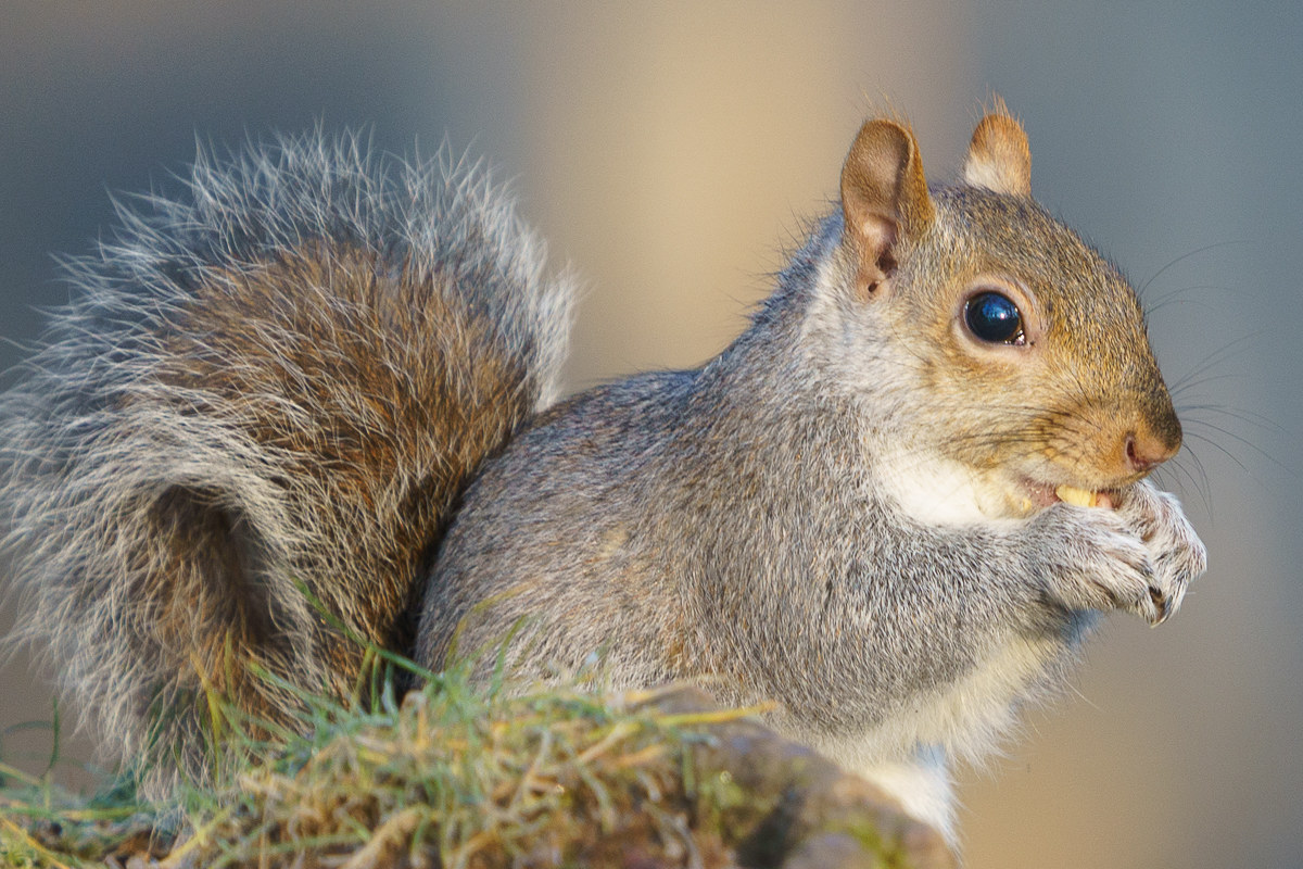 Grey squirrel