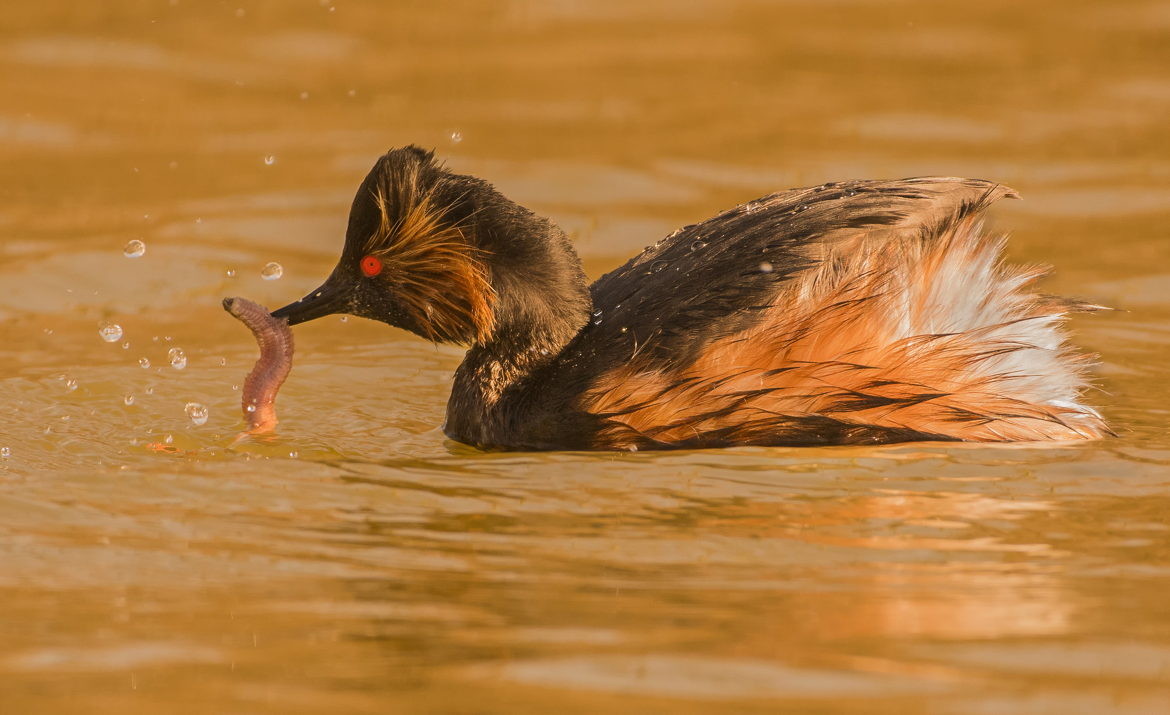 Small crested Grebe with prey