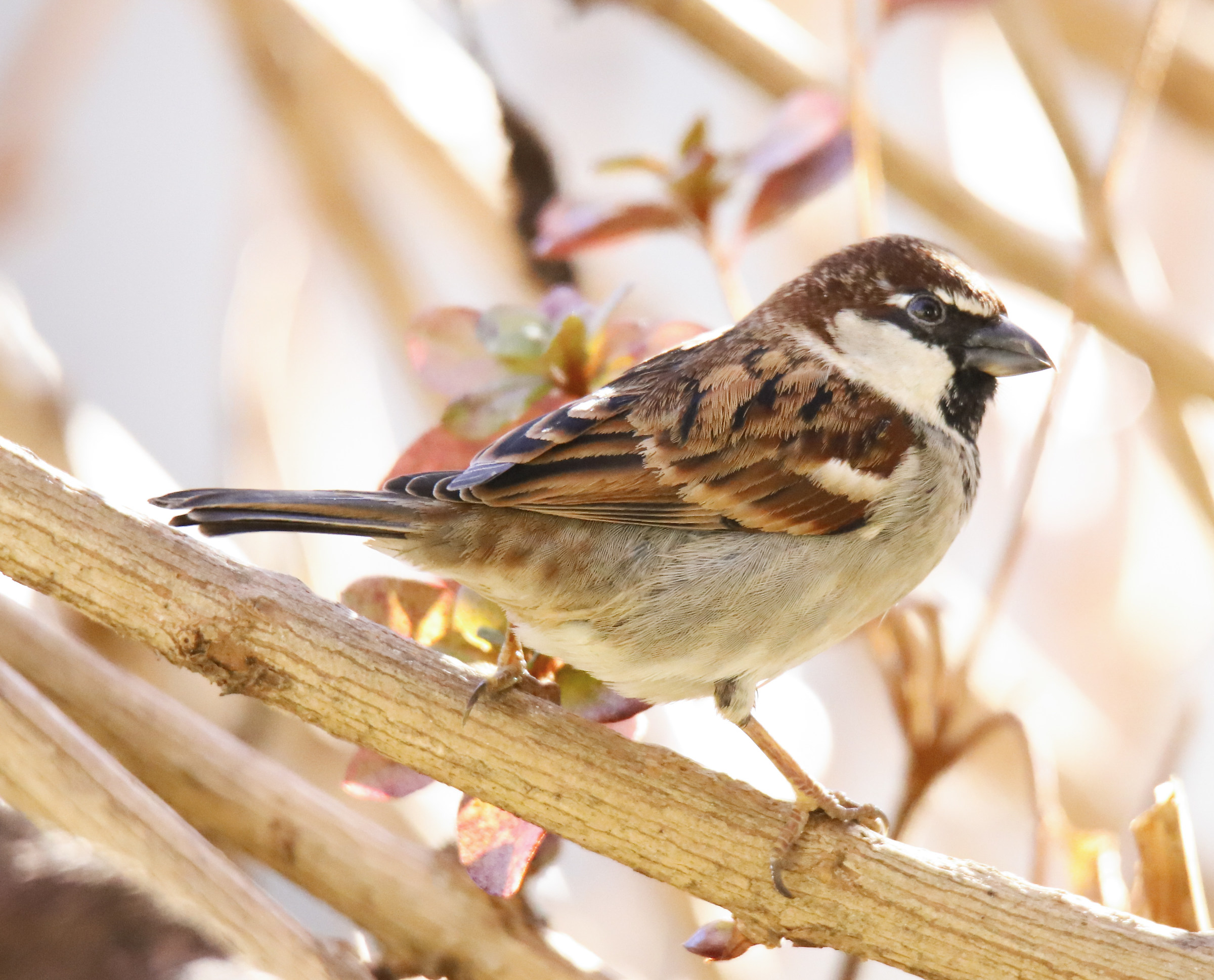 Common Sparrow
