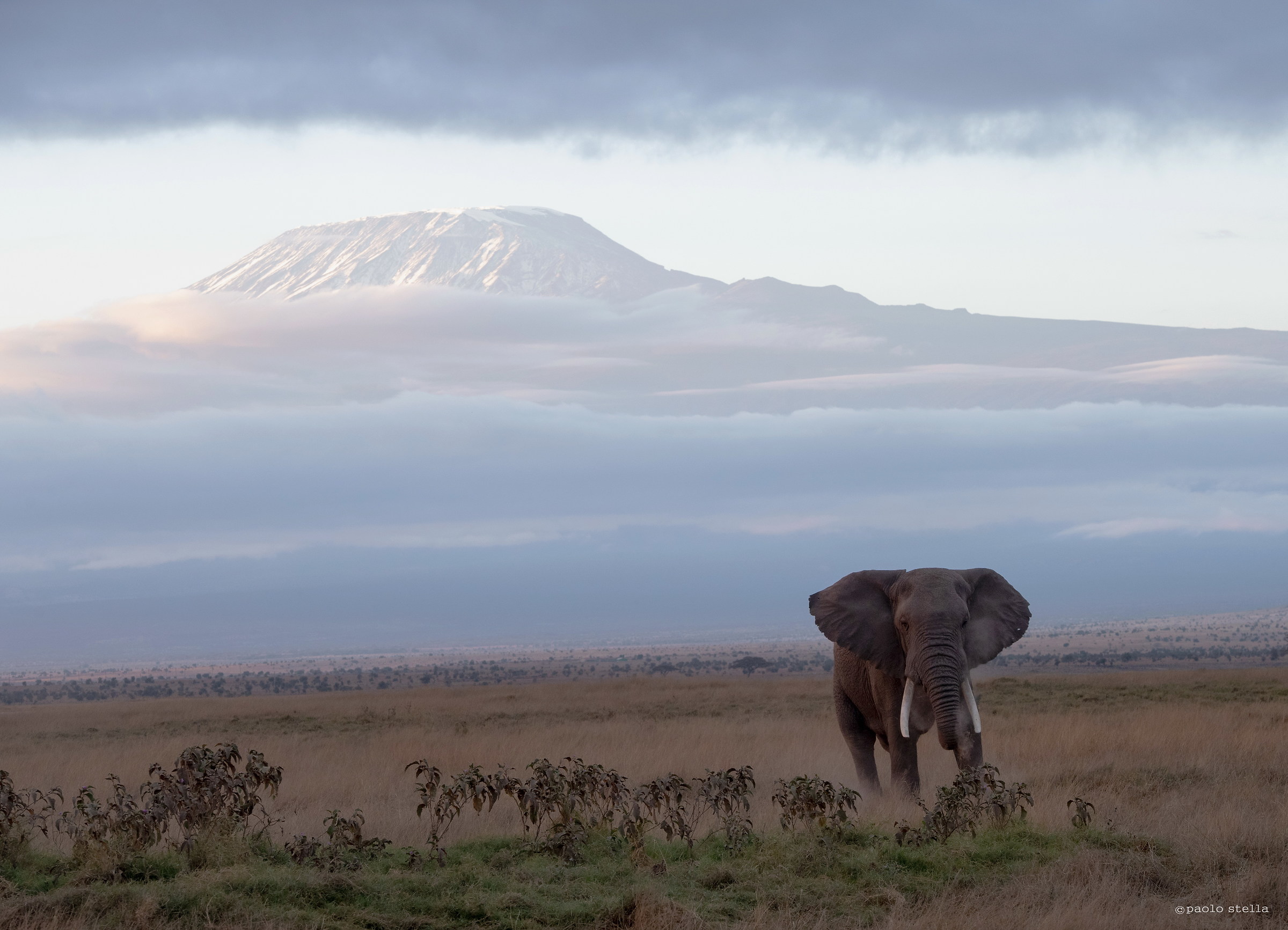 The Elephant and the volcano