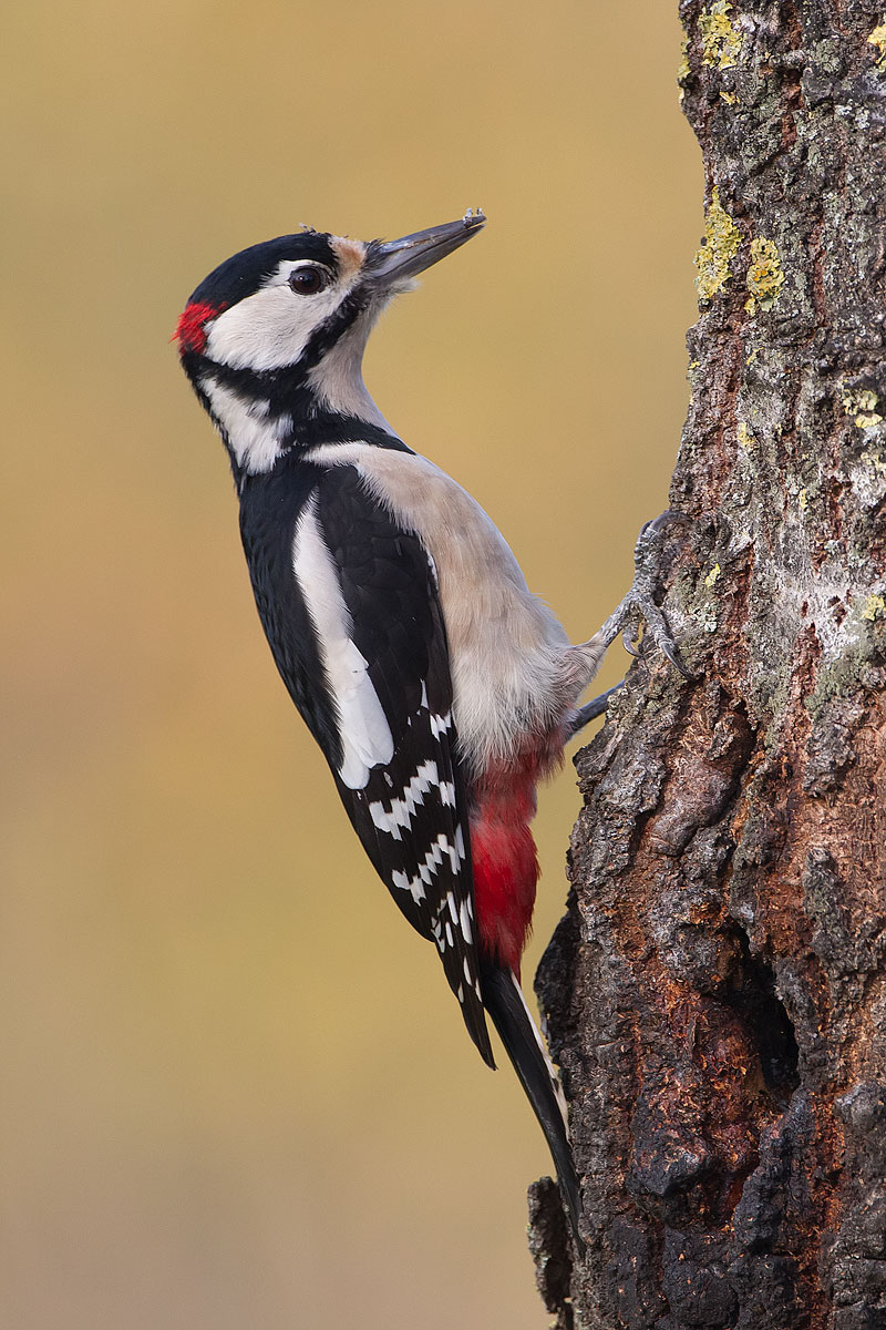 Picchio rosso maggiore