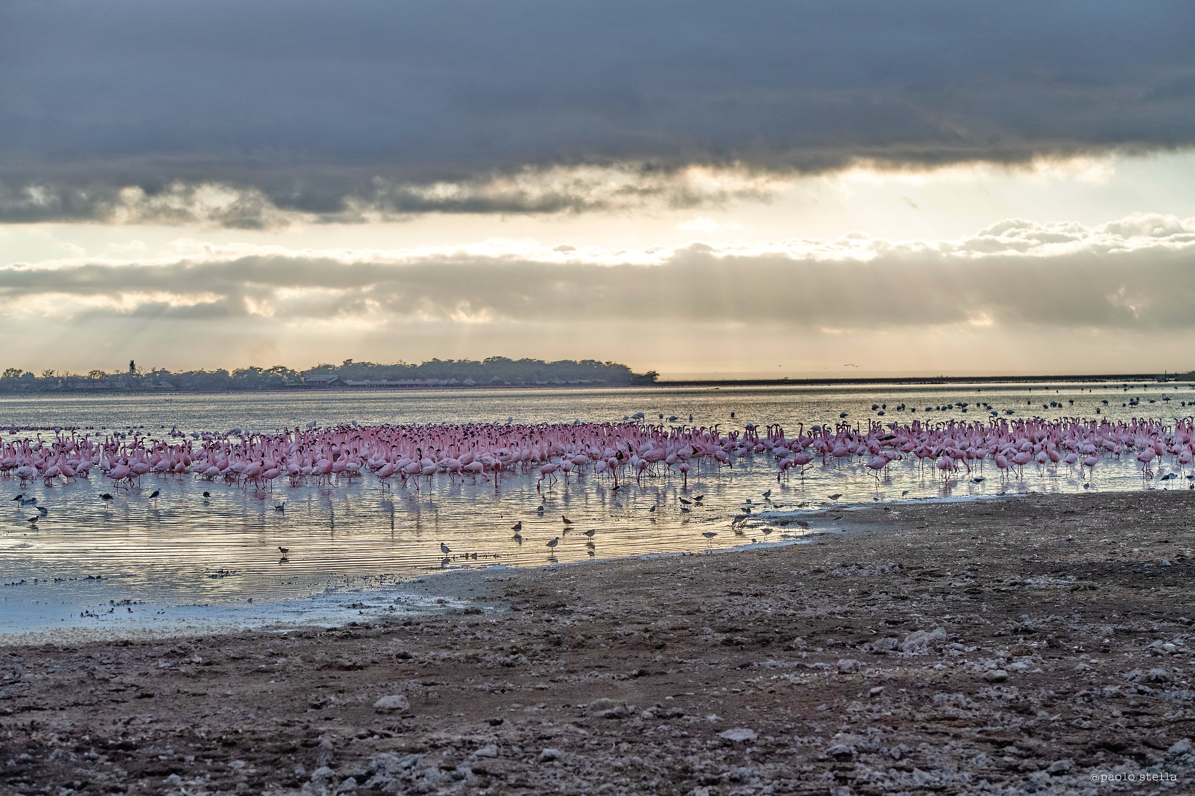 Flamingos in Amboseli