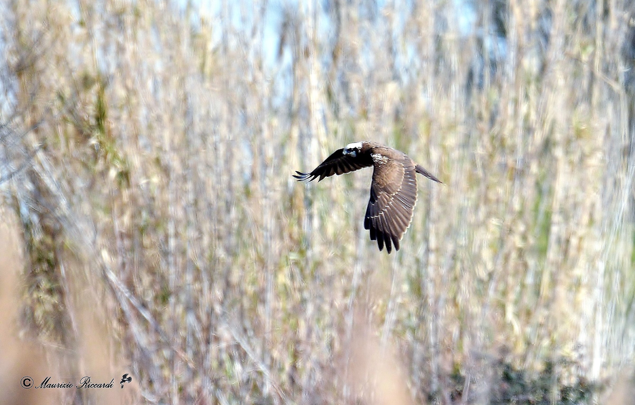 Marsh Hawk
