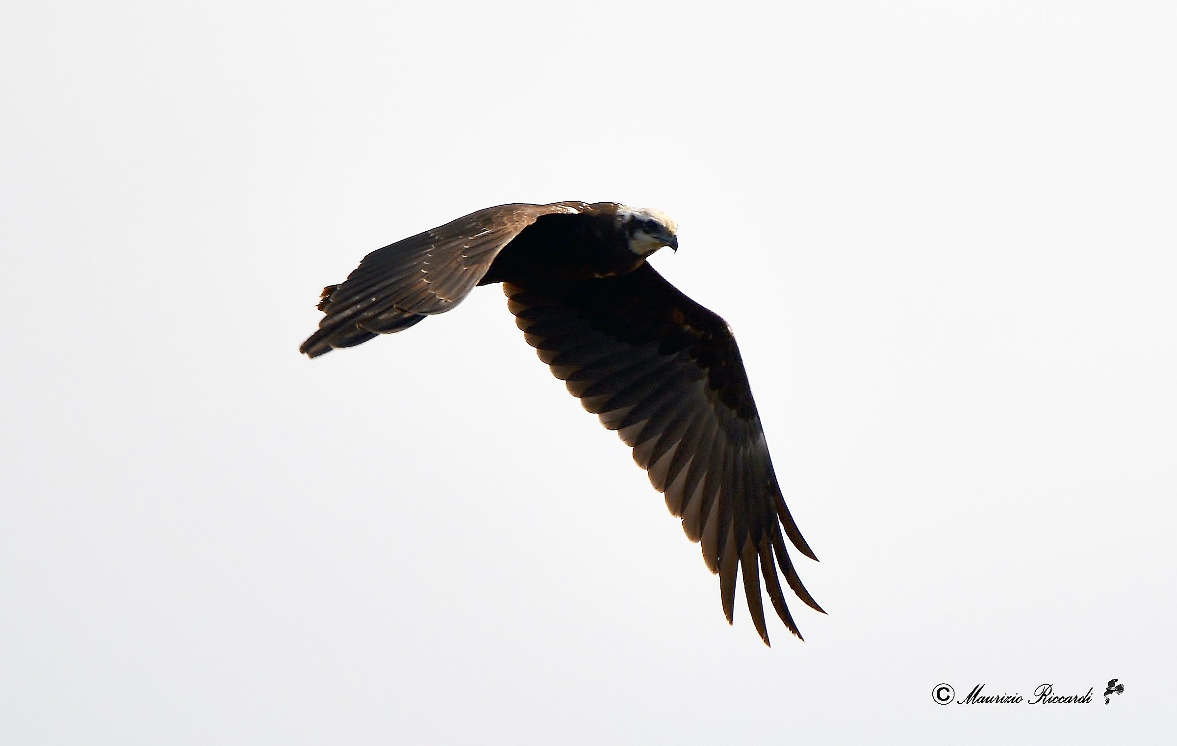 Marsh Hawk