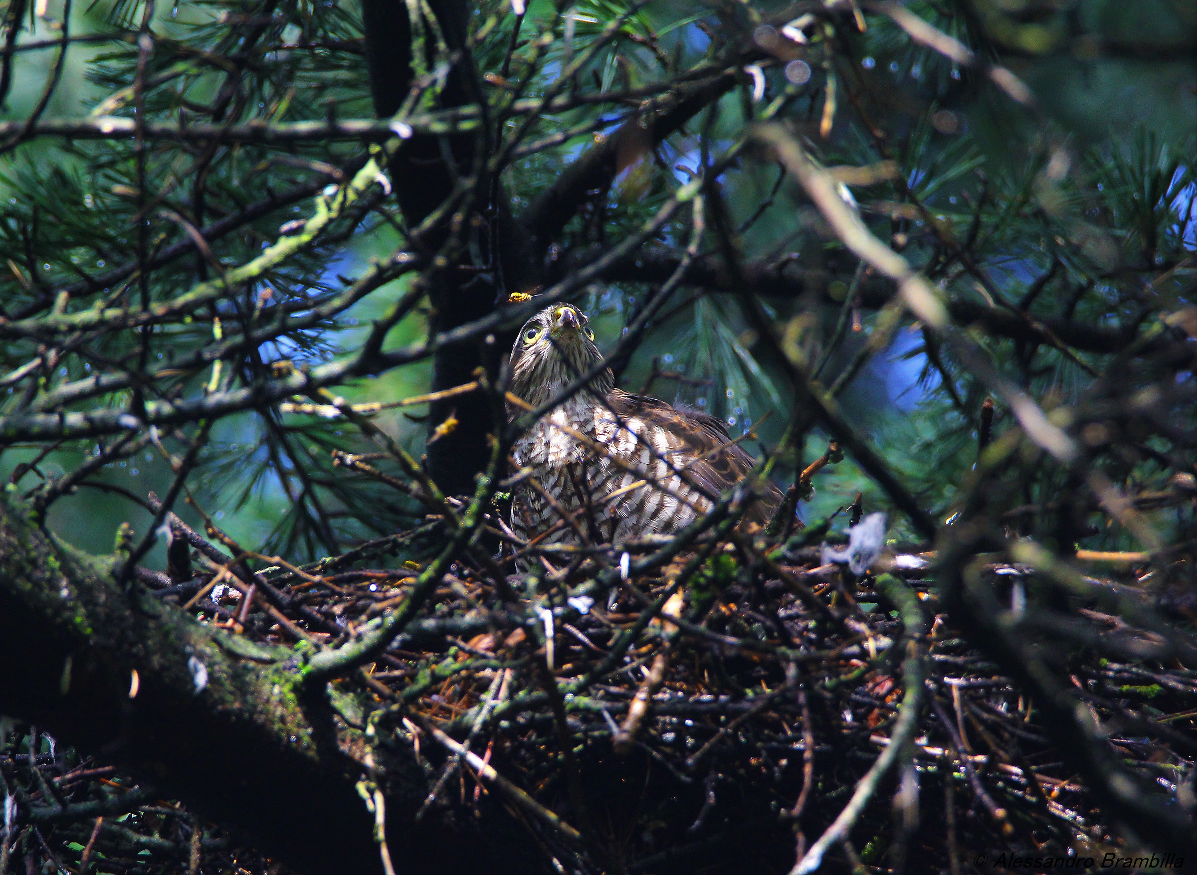 Pullo di sparviere nel nido con vespa