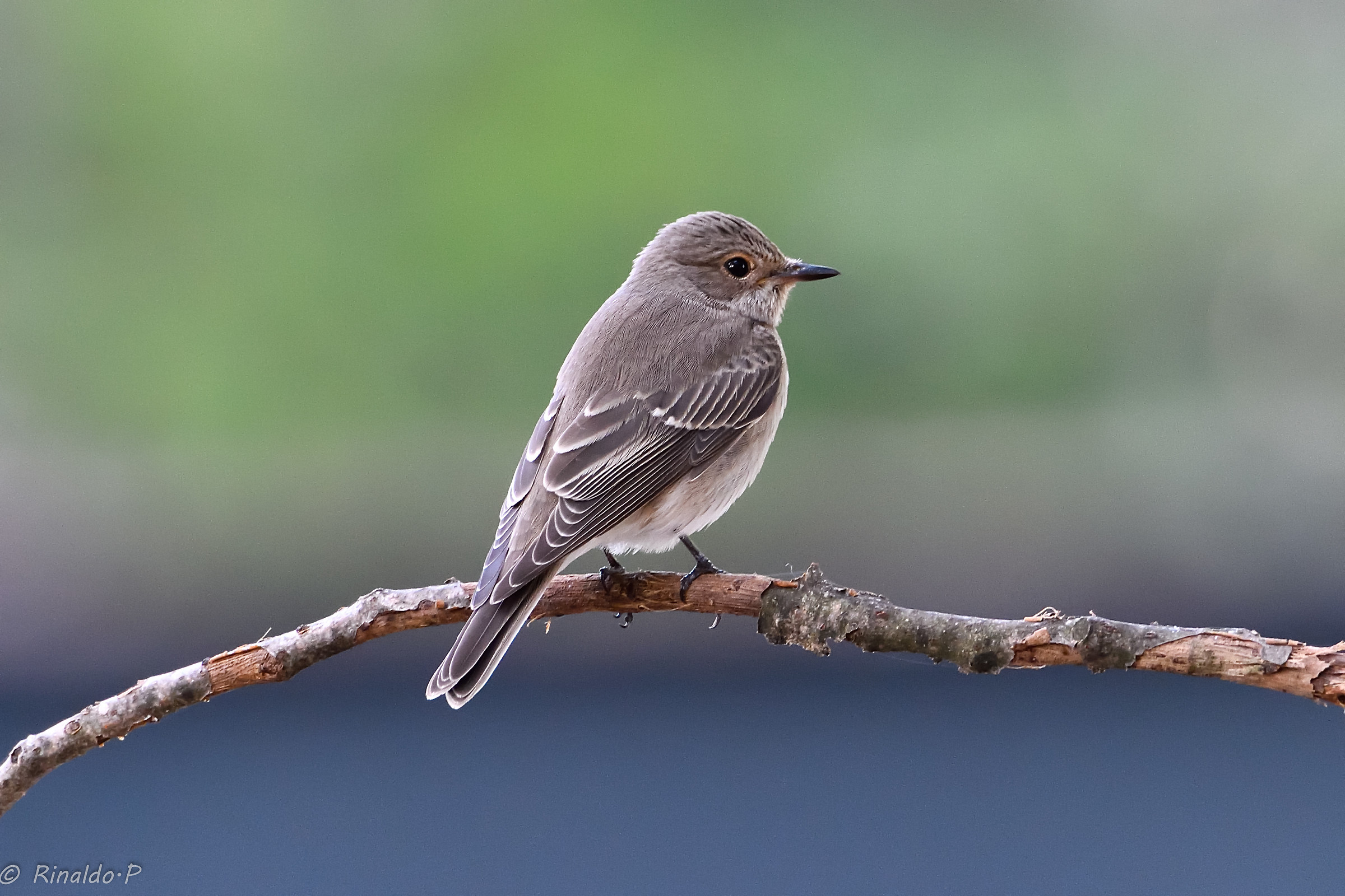 Flycatcher