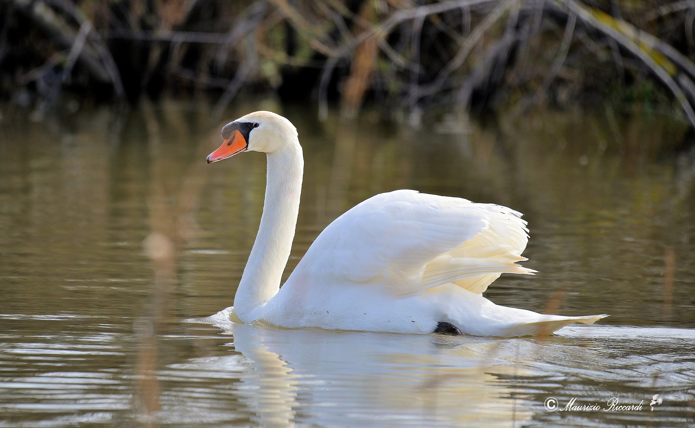 Swan