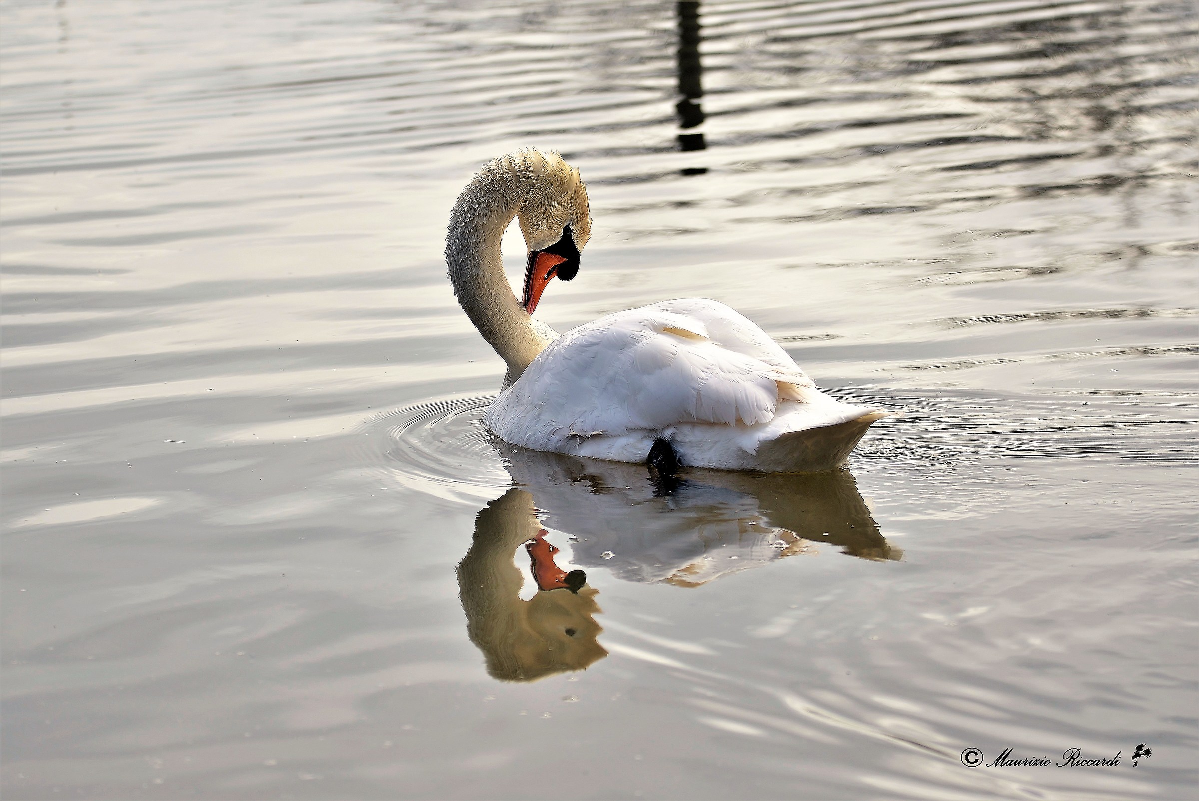 Swan