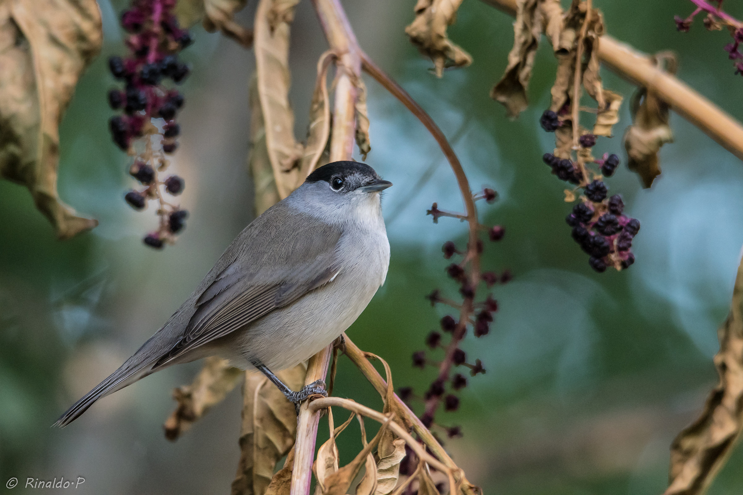 Male Blackcap