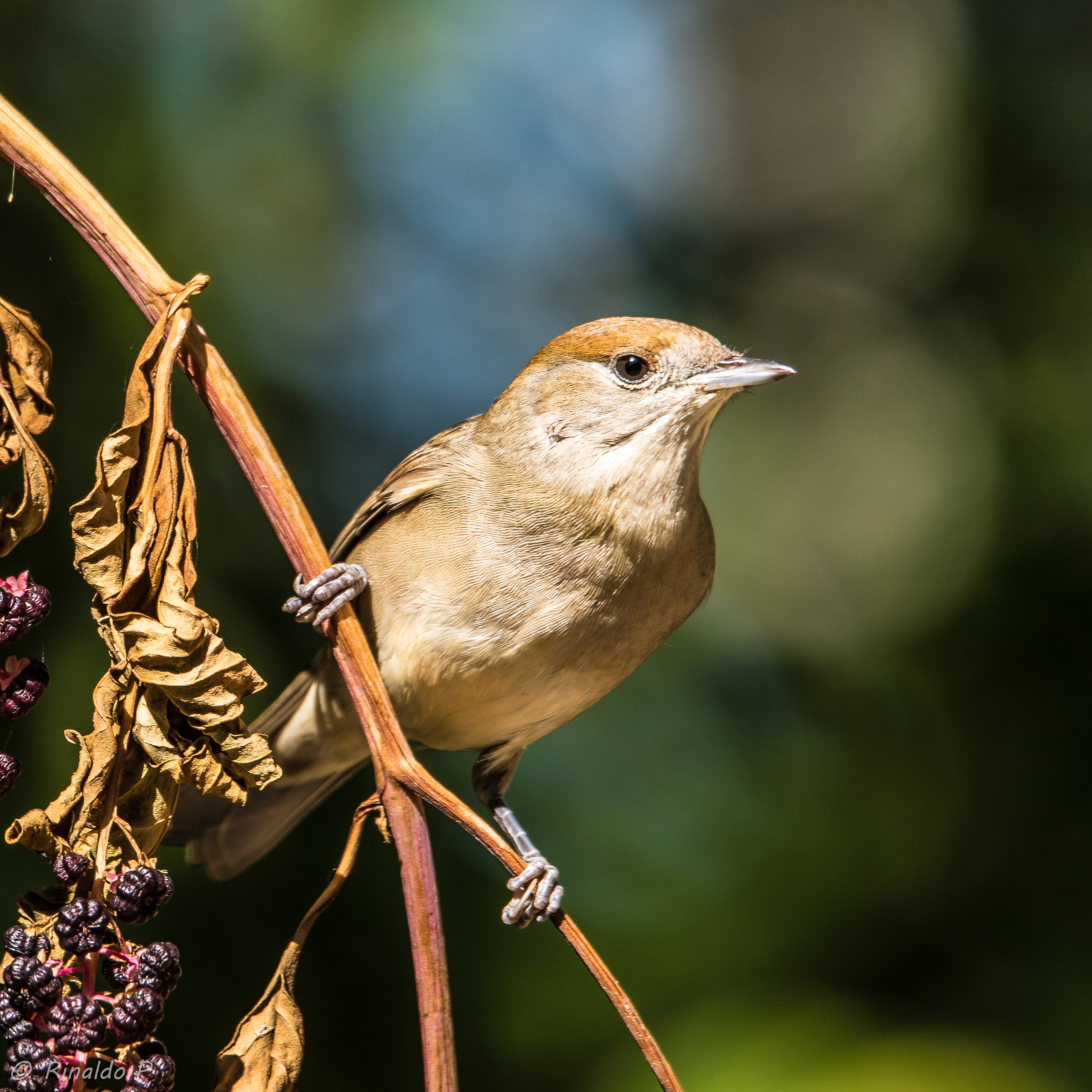 Female Blackcap