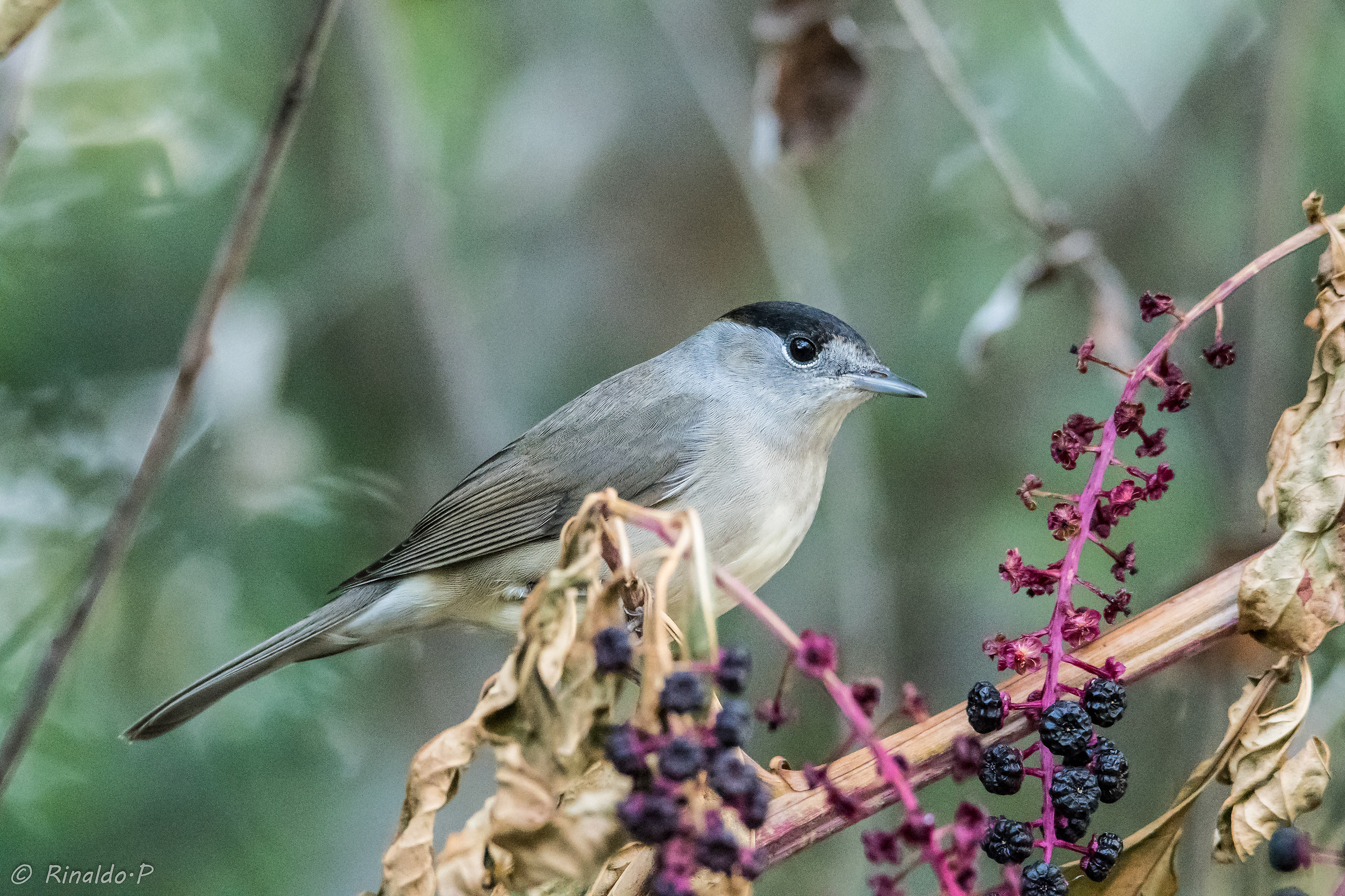 Male Blackcap 2