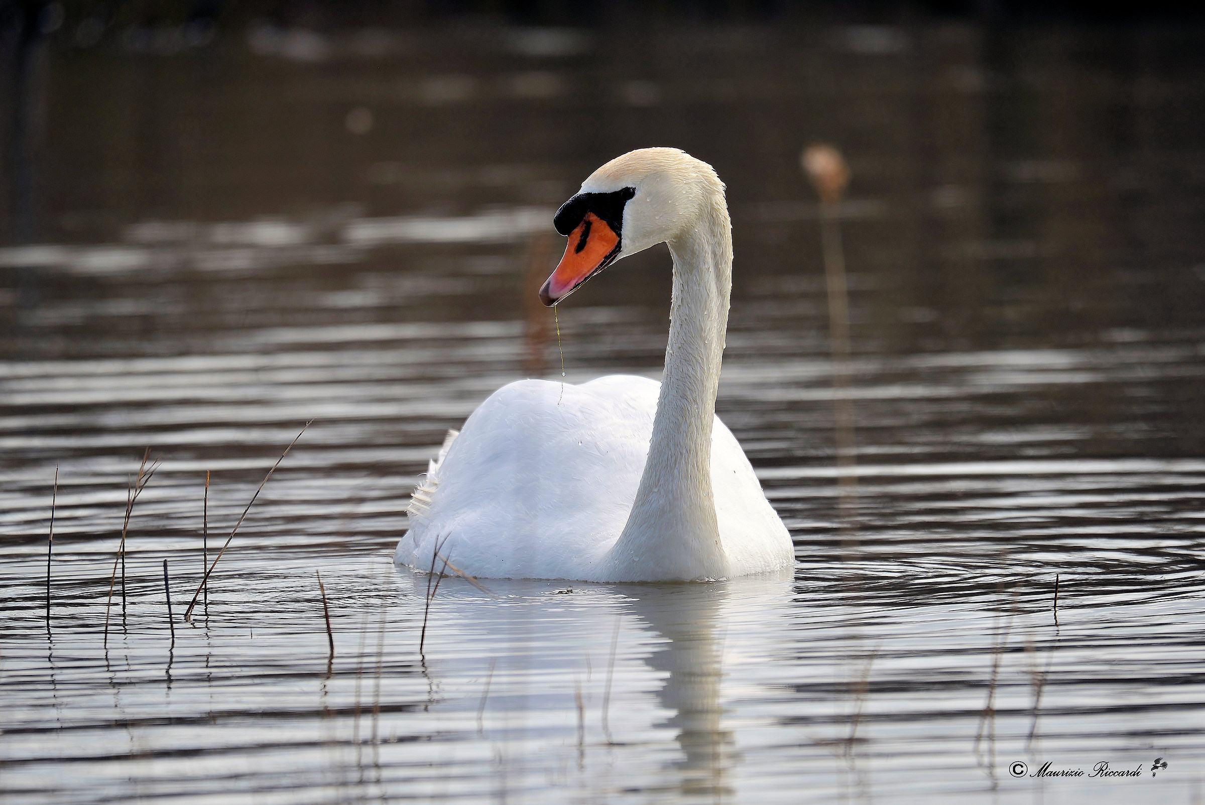 Swan