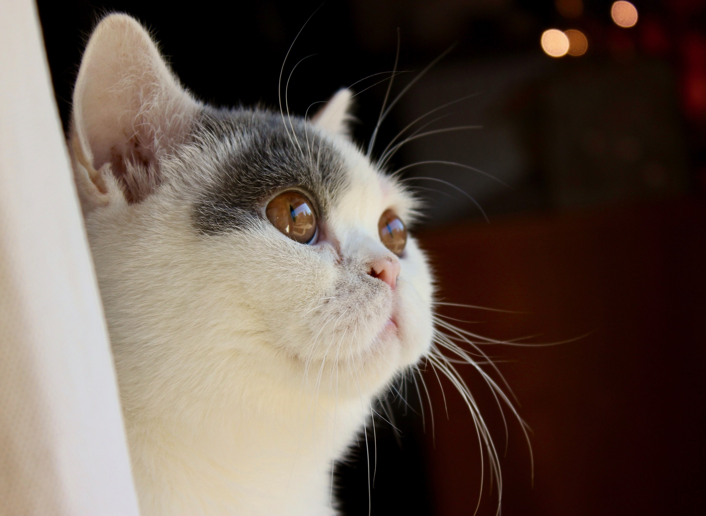 Merlino alla finestra