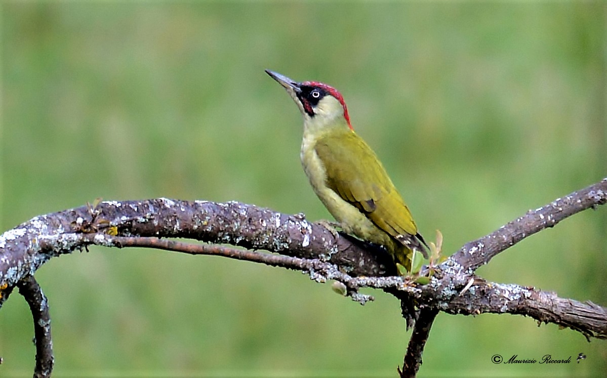 Green Woodpeckers