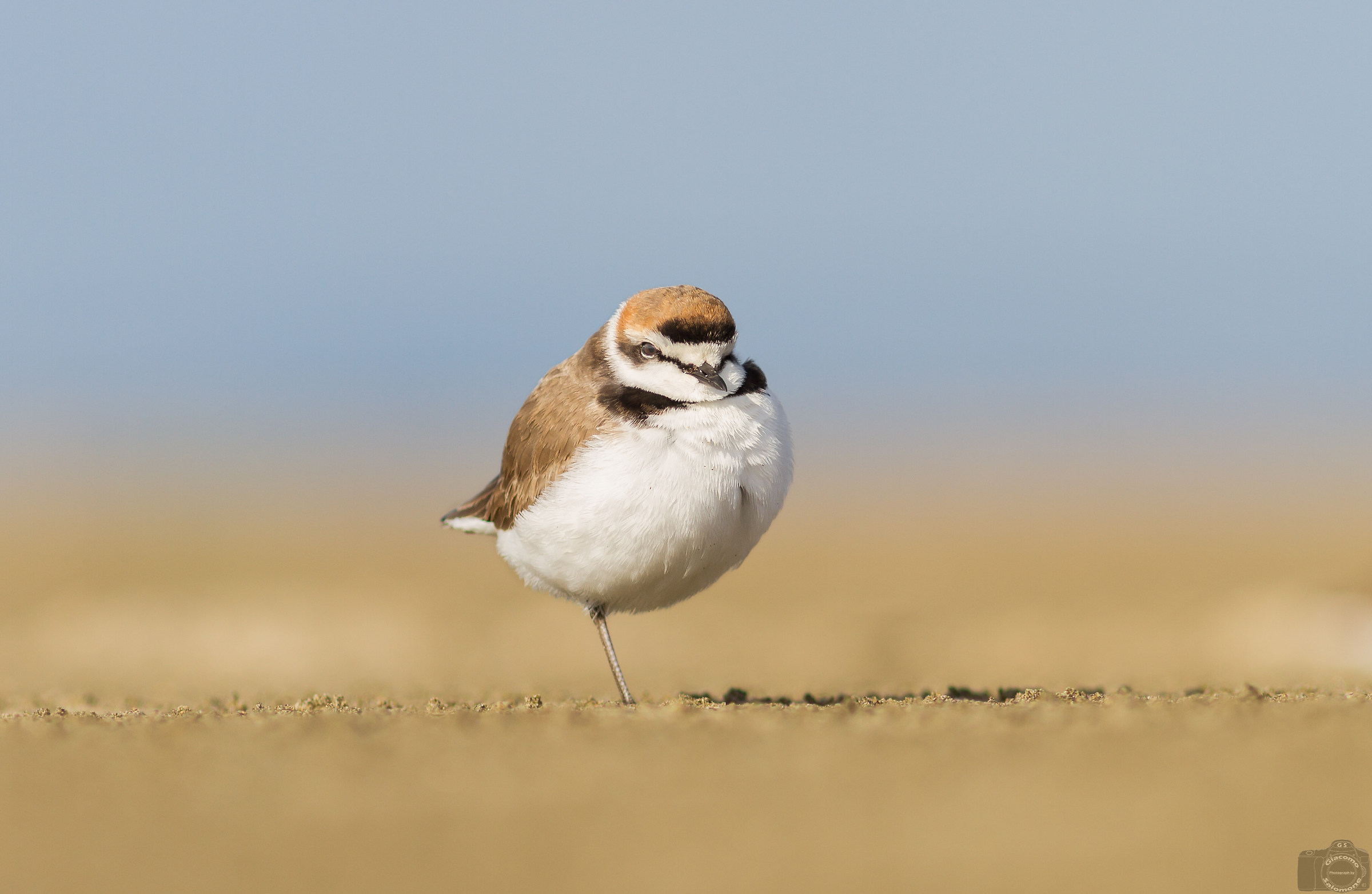 Fratino equilibrista