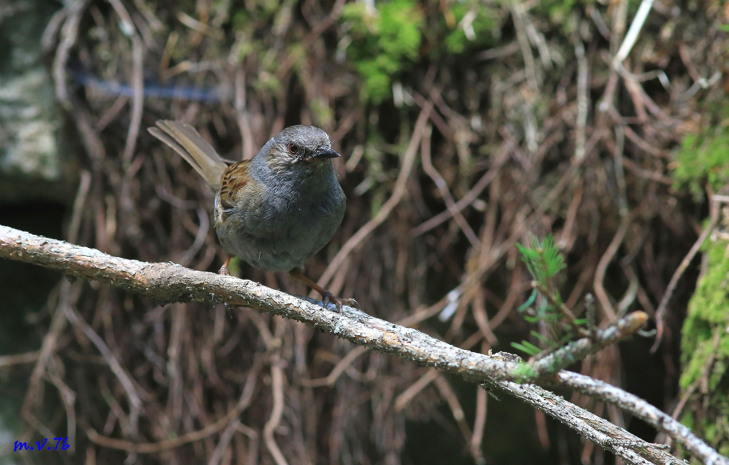 Flounder Dunnock-Prunella Modularis