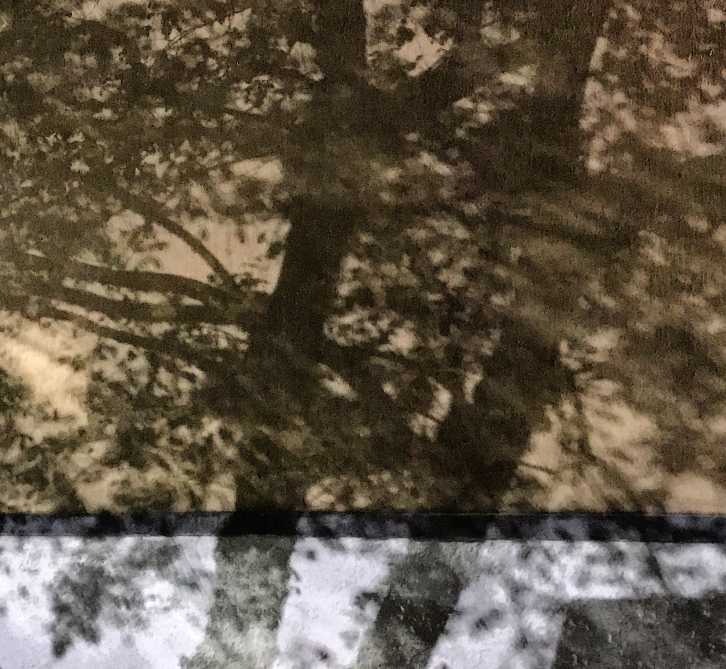 Shadows tree