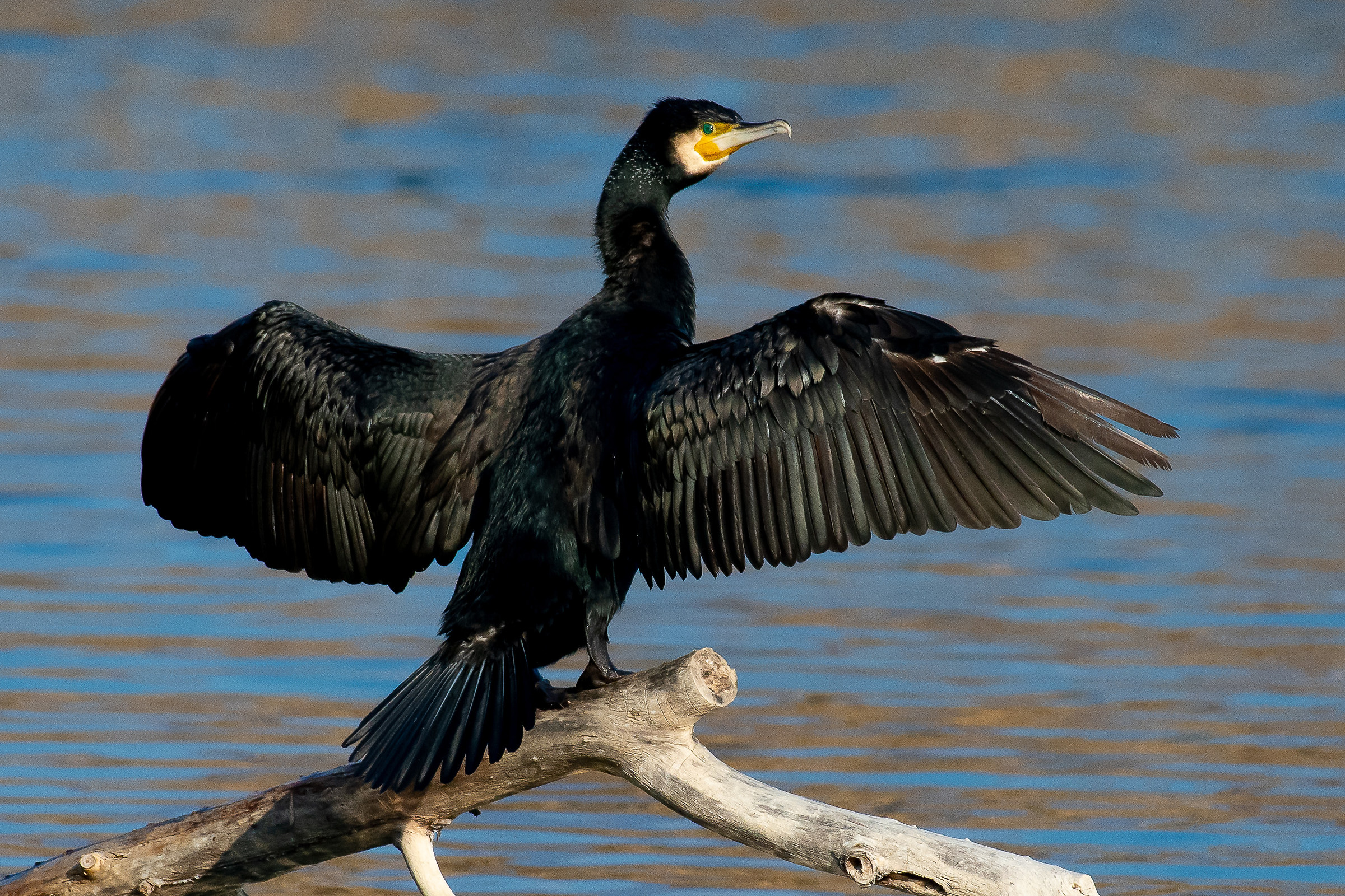 Cormorant