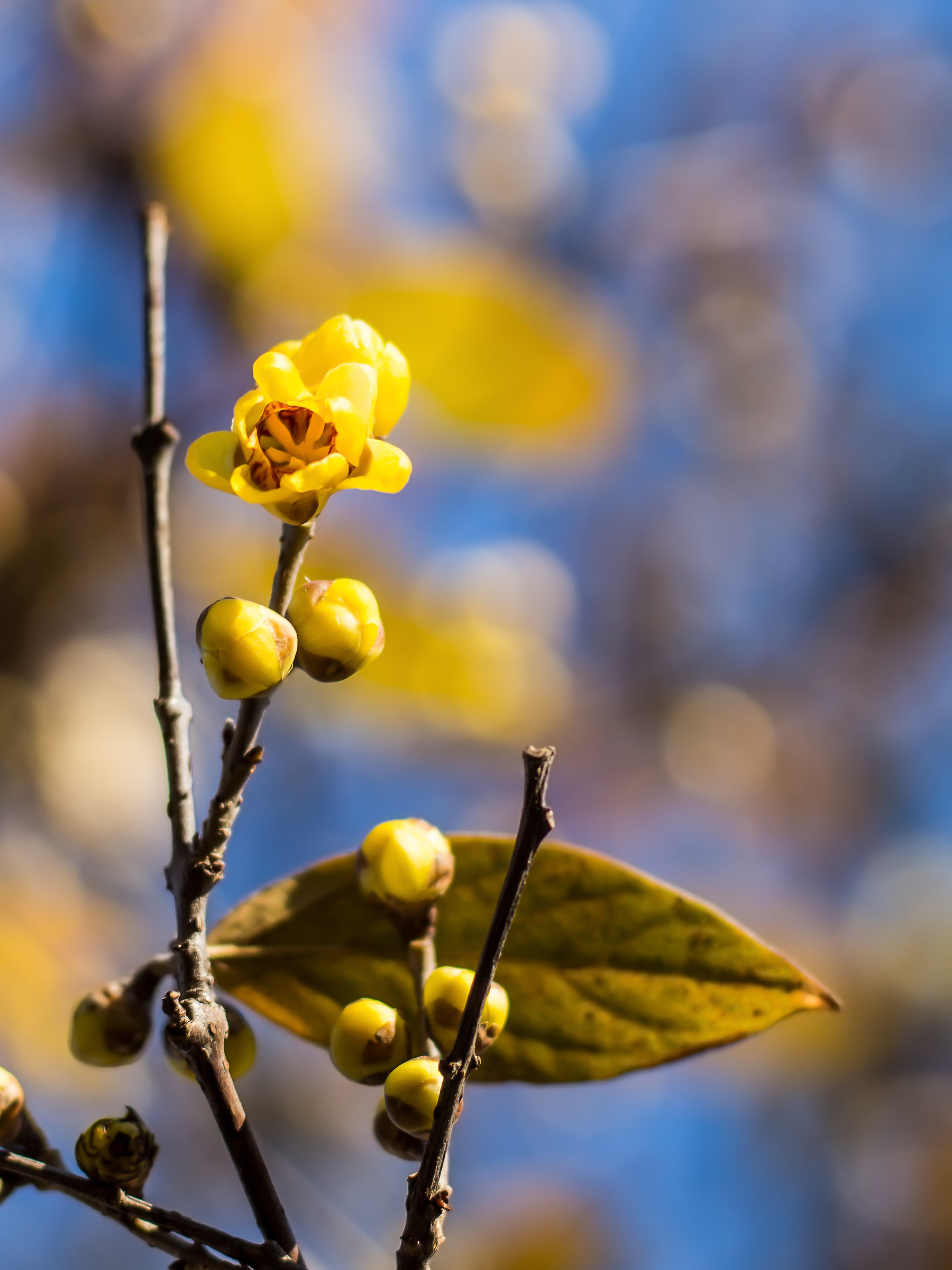 Calicanthus, il primo fiore dell'anno