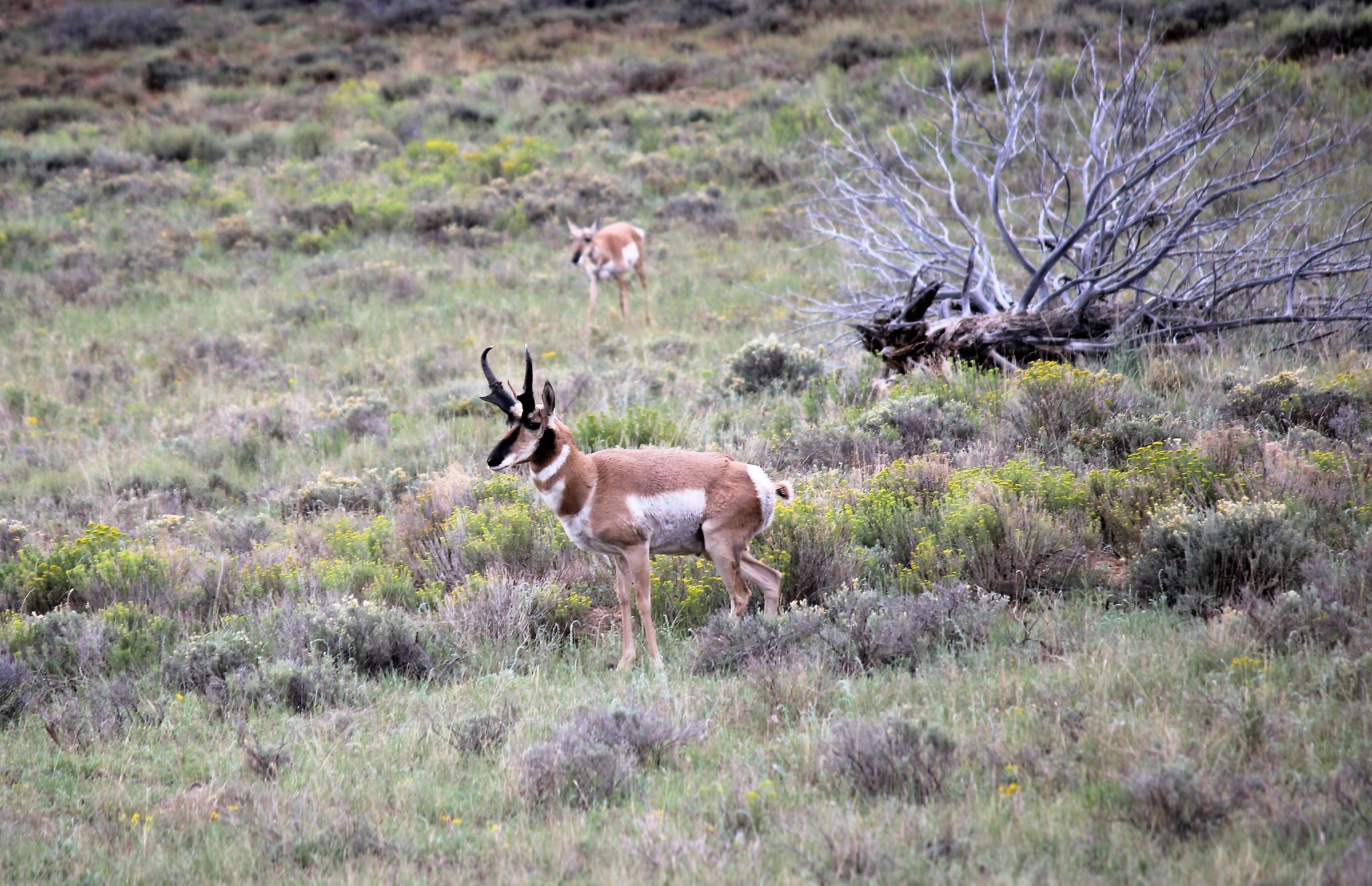 Antilocapra americana