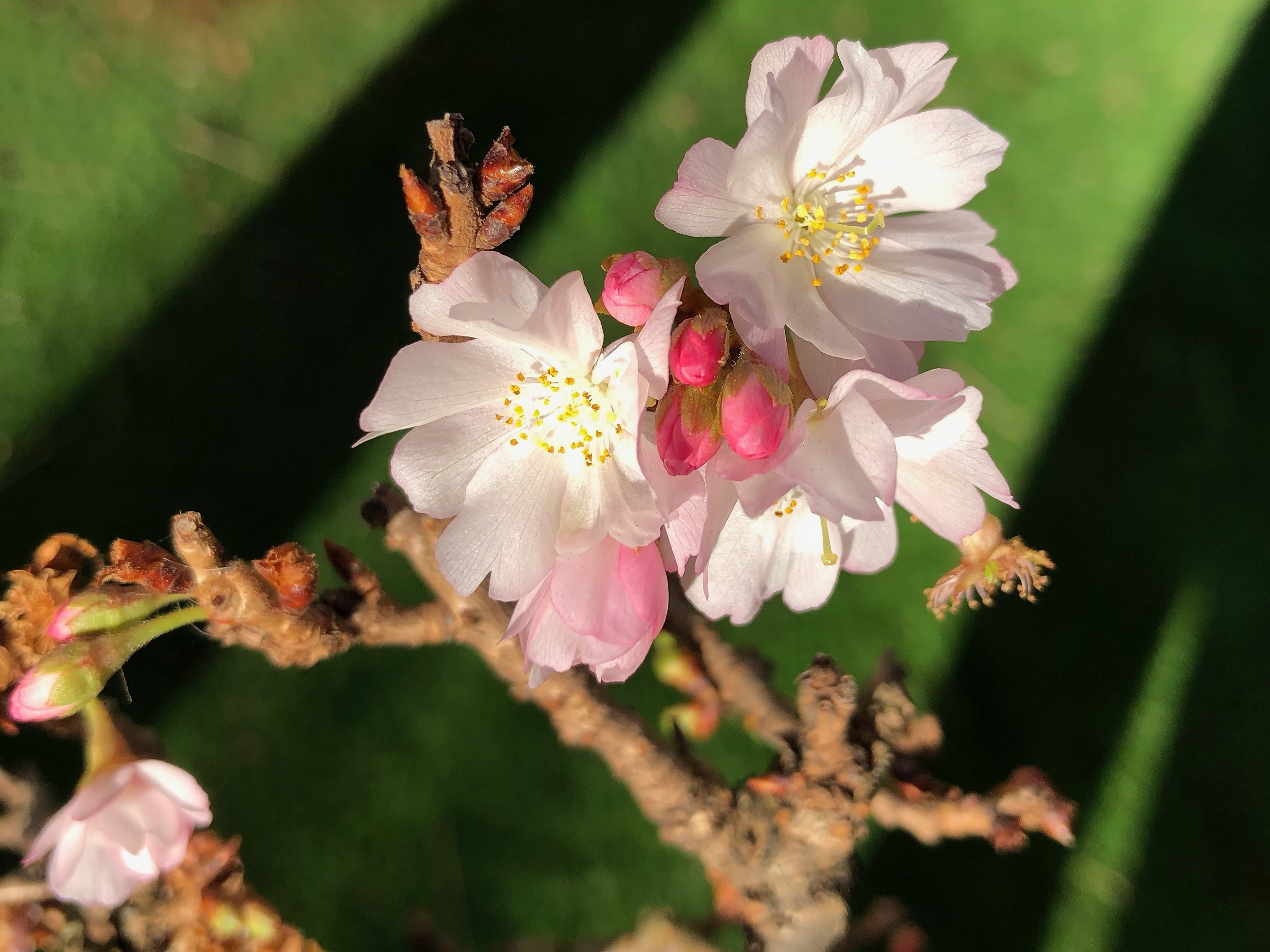 Ciliegio Bonsai in fiore
