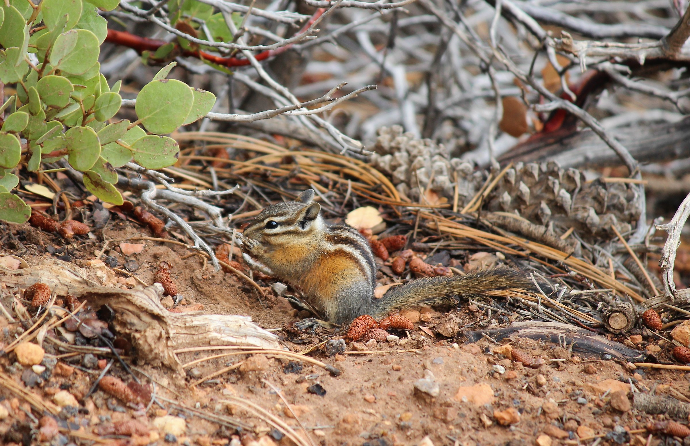 Uinta Chipmunk