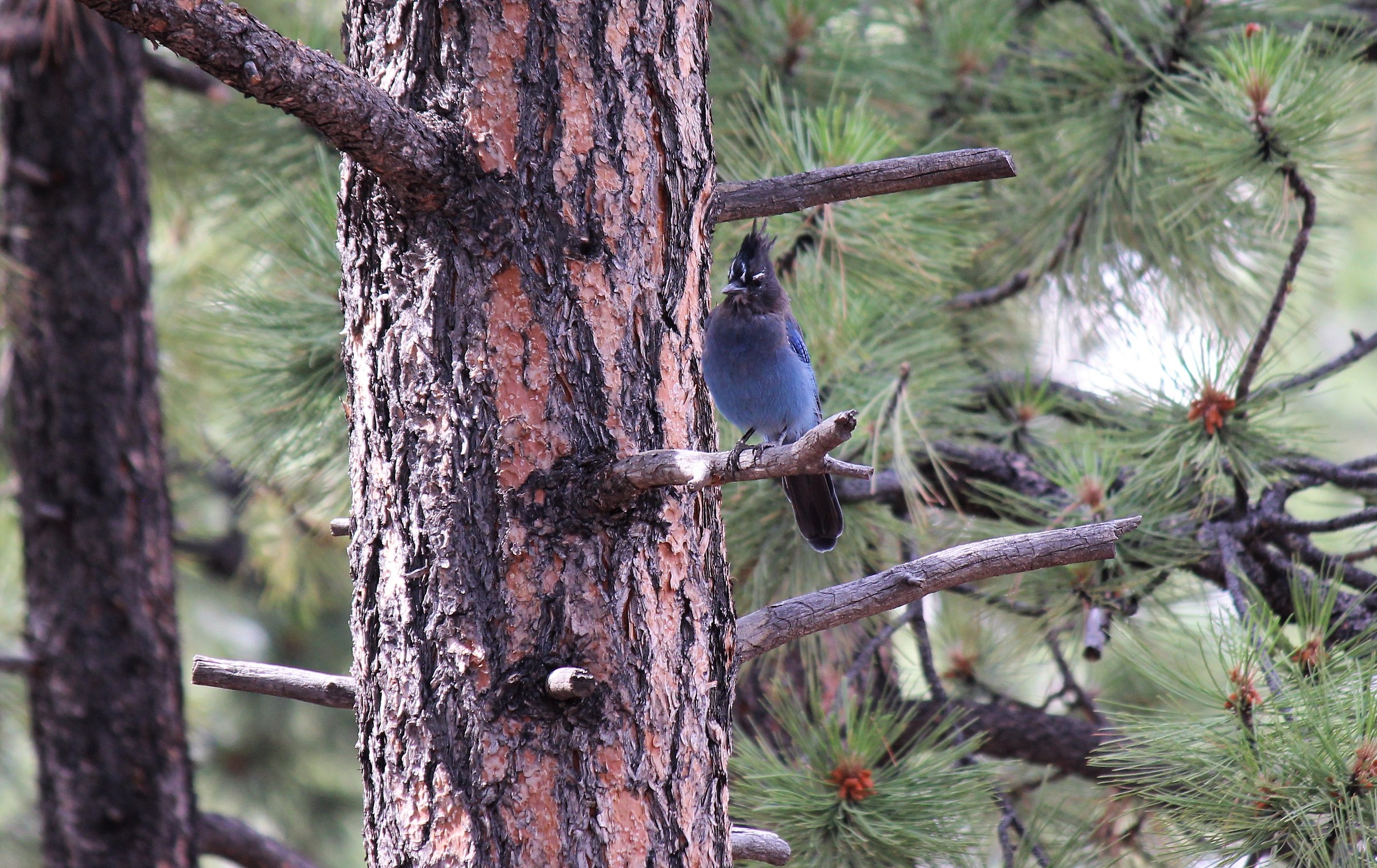 Steller Jay