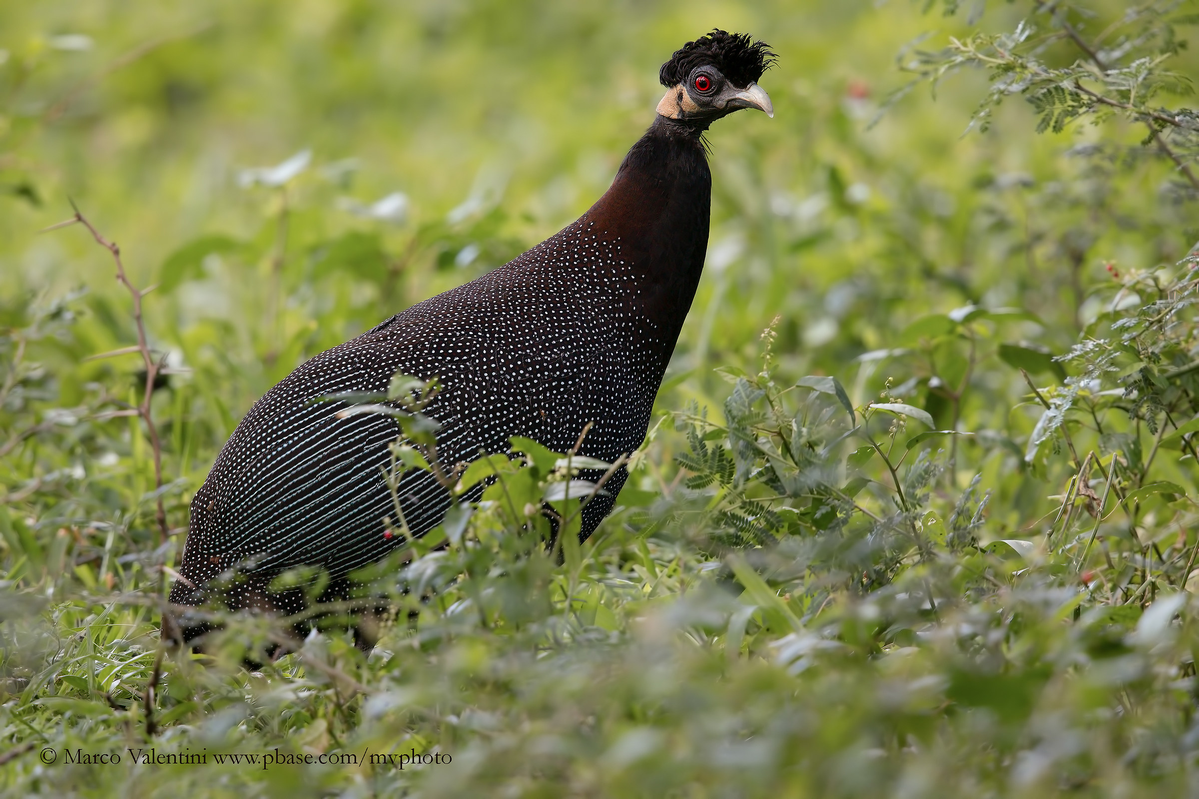 Feathers like a lace