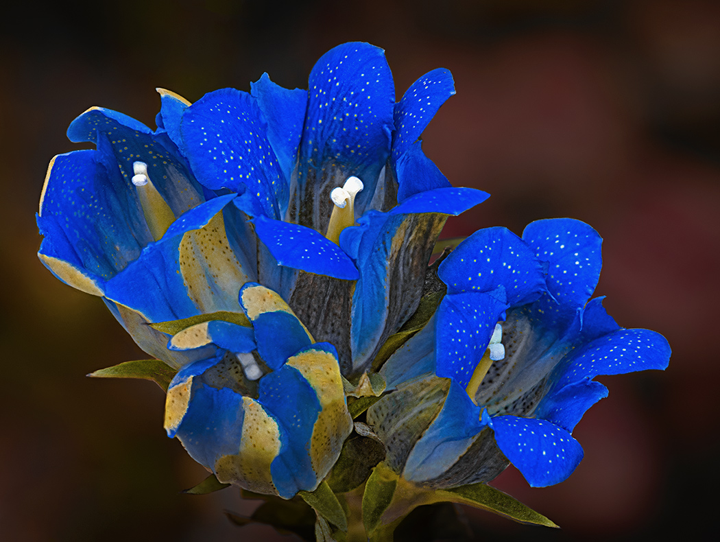 Summer in the mountains