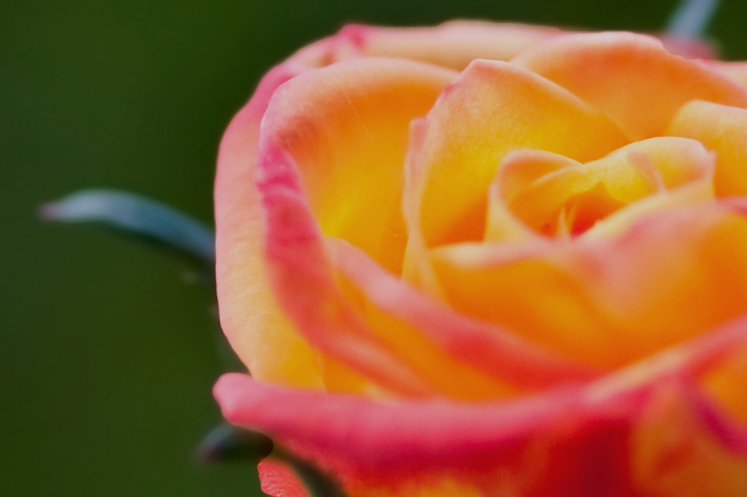 A rose garden near the ... :)