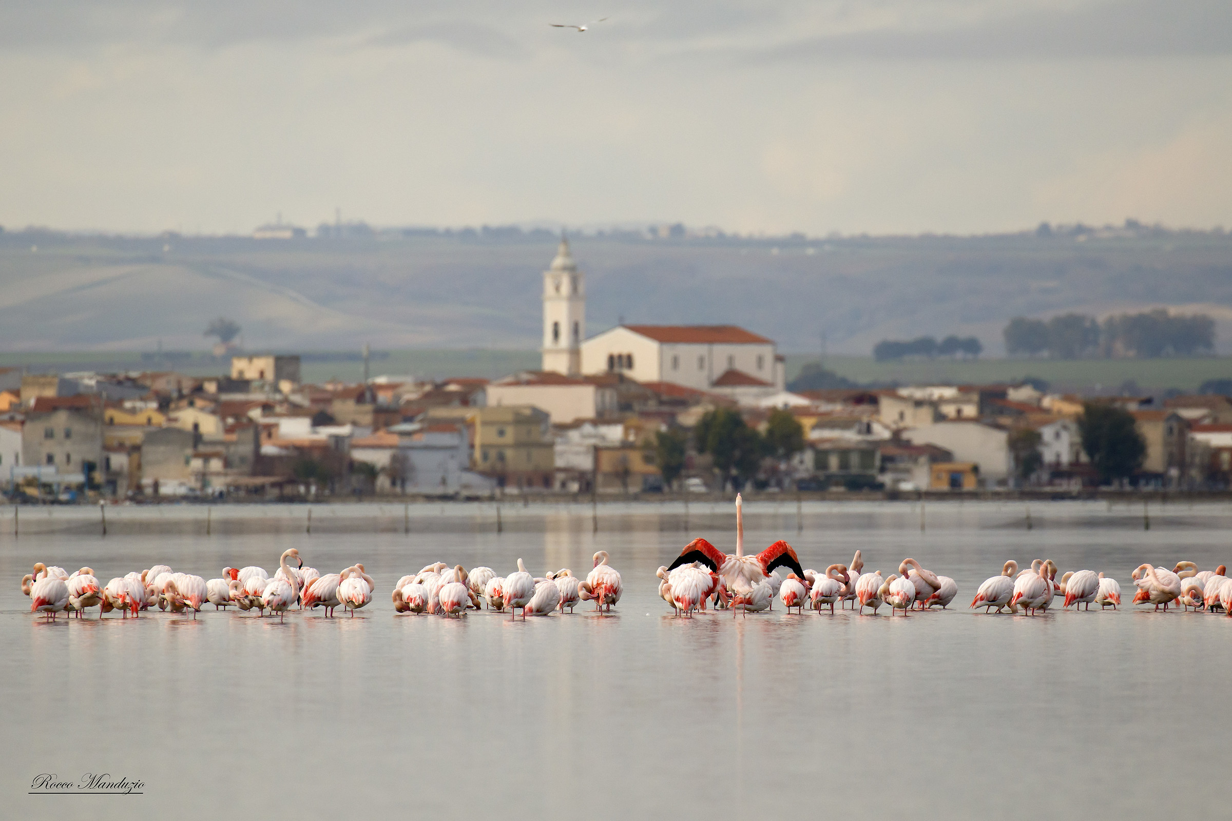 Lesina in compagnia dei fenicotteri