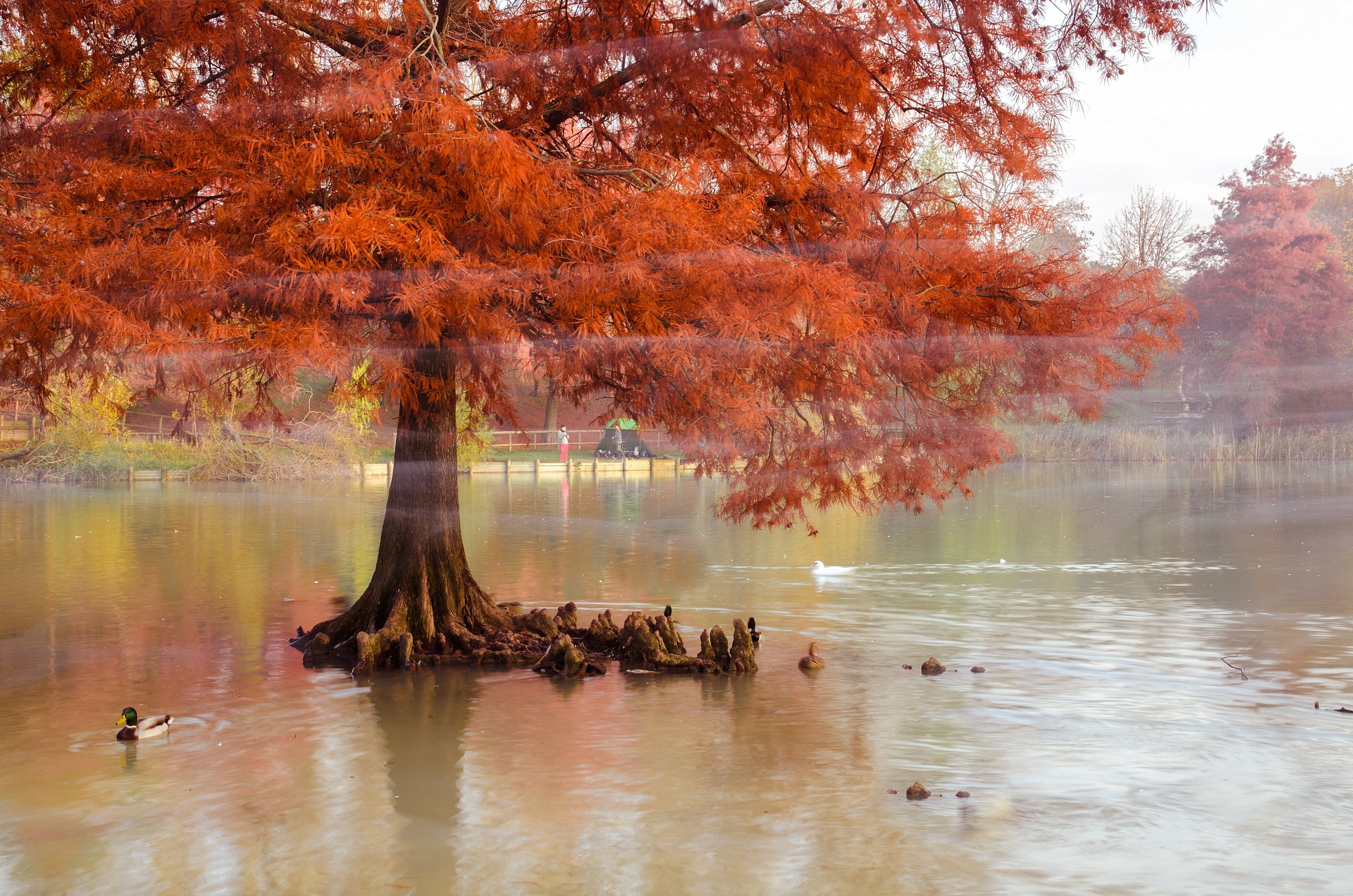 As the wind in the autumn trees