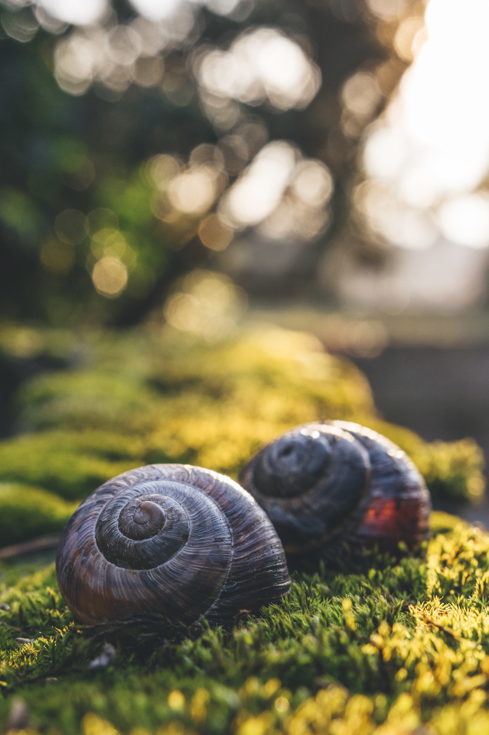 Fantasmi di una vita passata