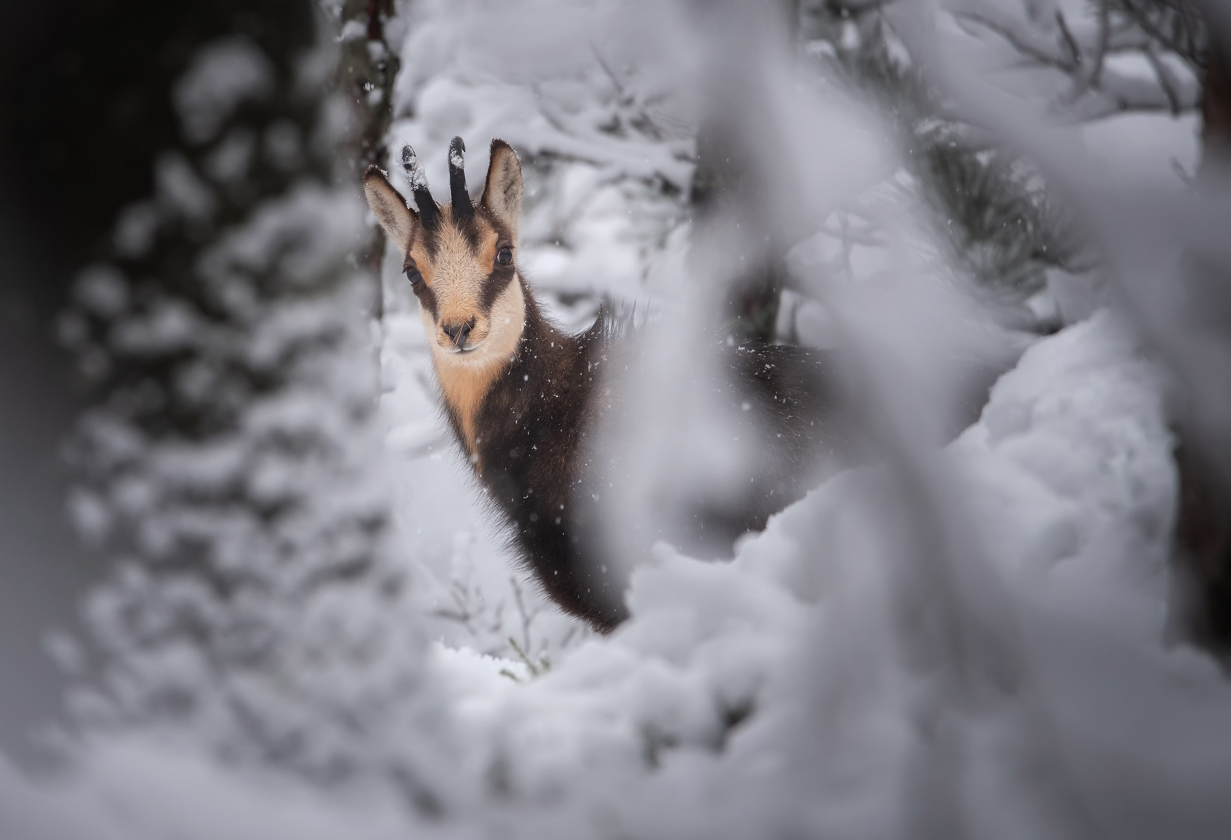 Mountain goat on a snowy day