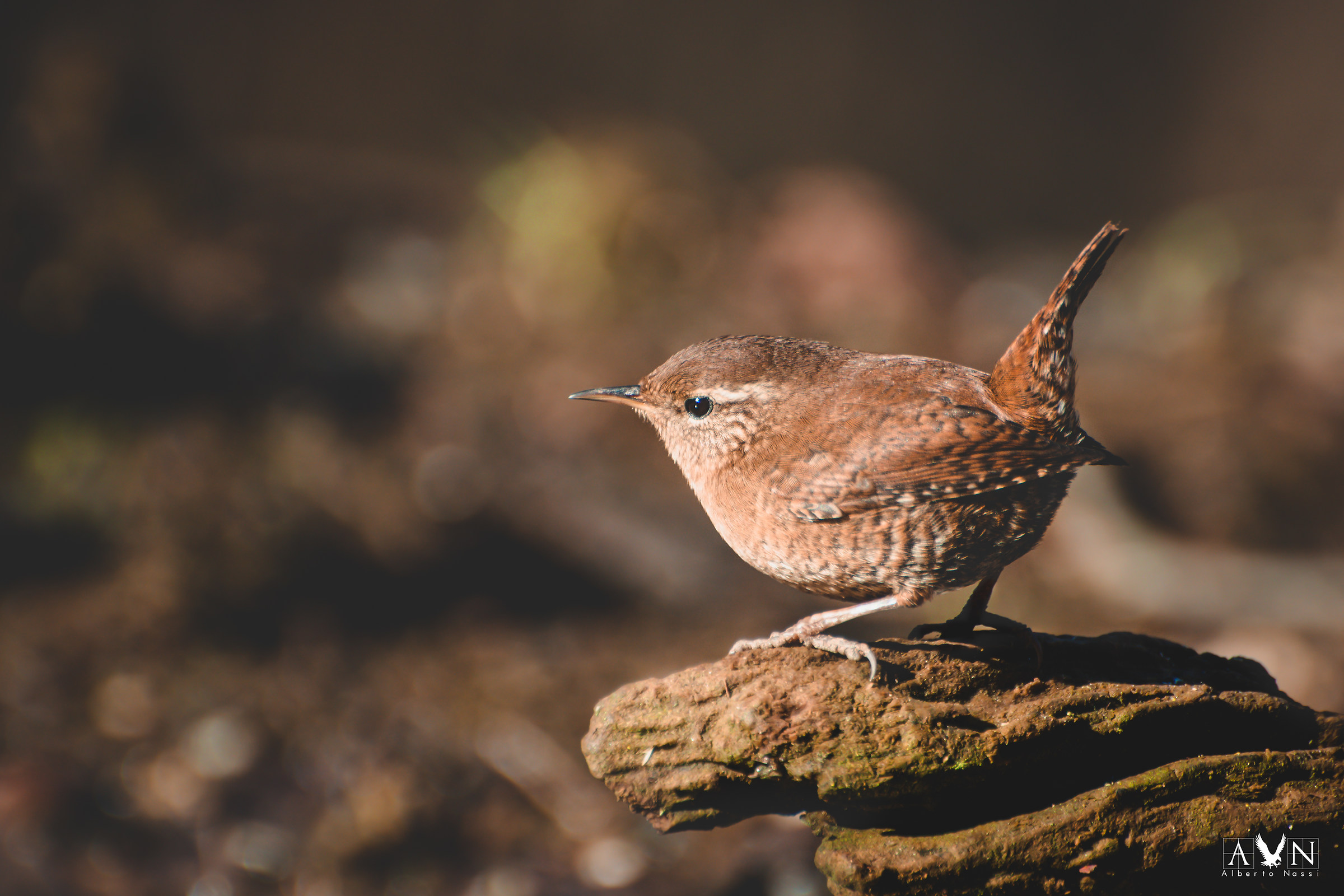 Wren