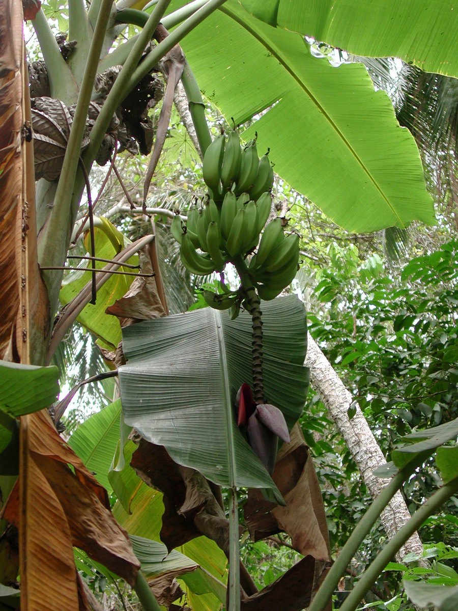 banane verdi 2