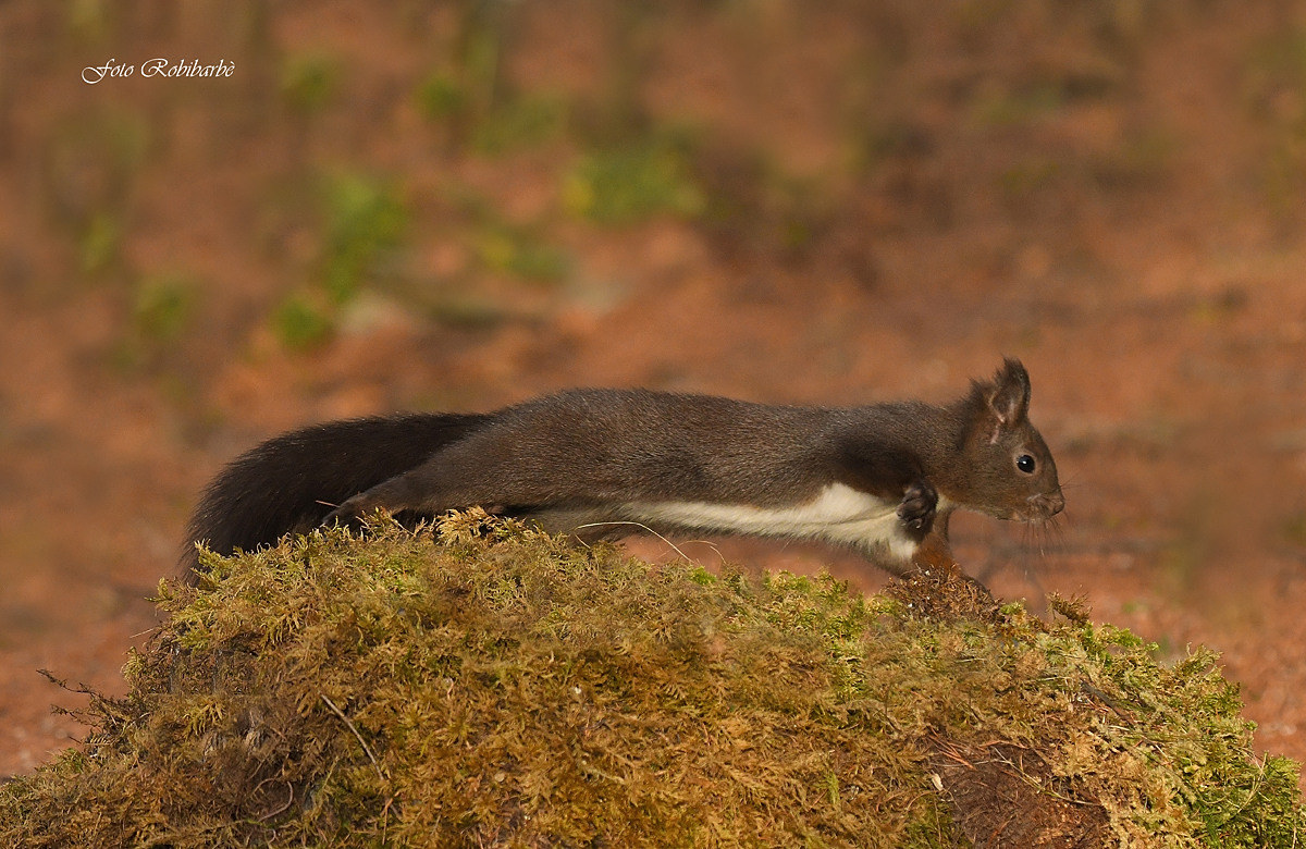 Squirrel... lightning...
