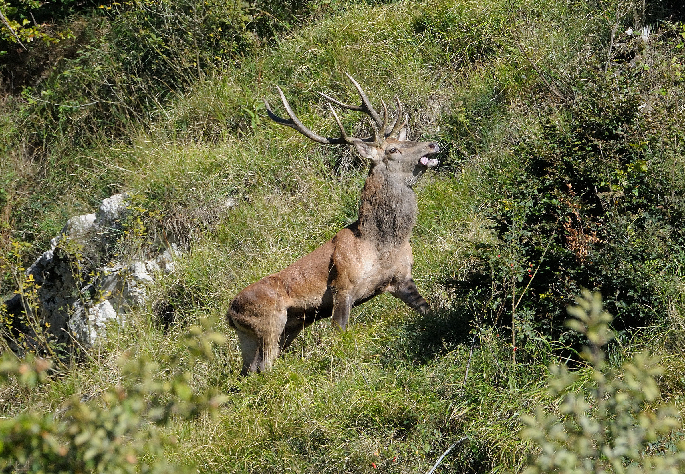 Cervus elaphus