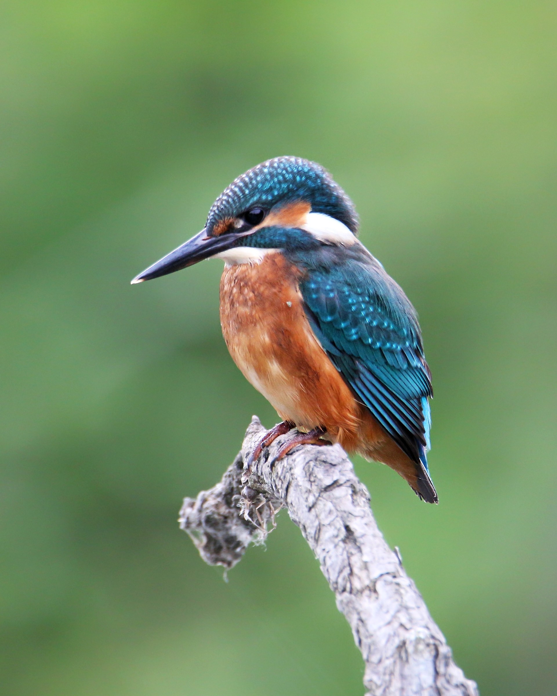 Portrait of Kingfisher