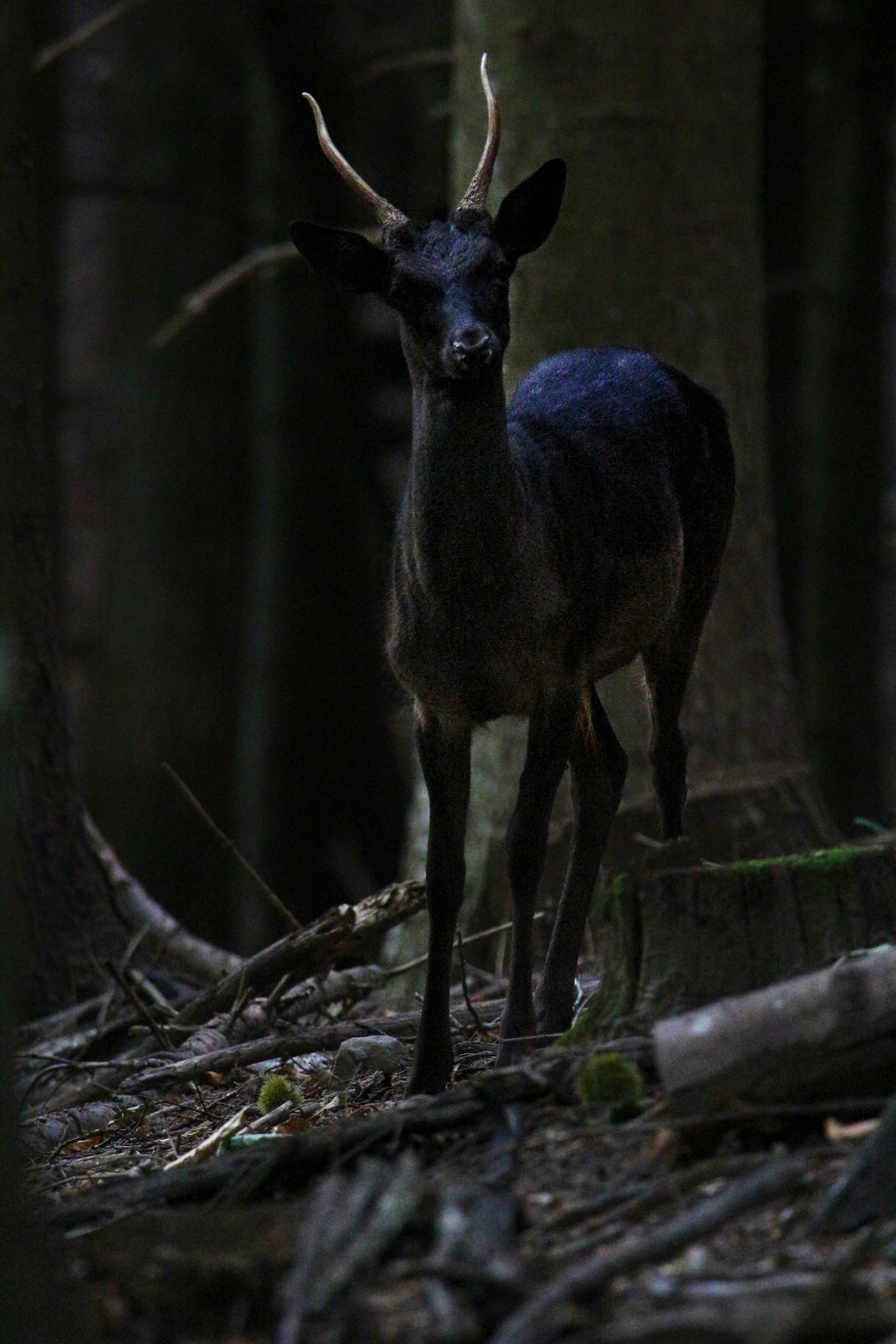 Melanic Deer or demon?