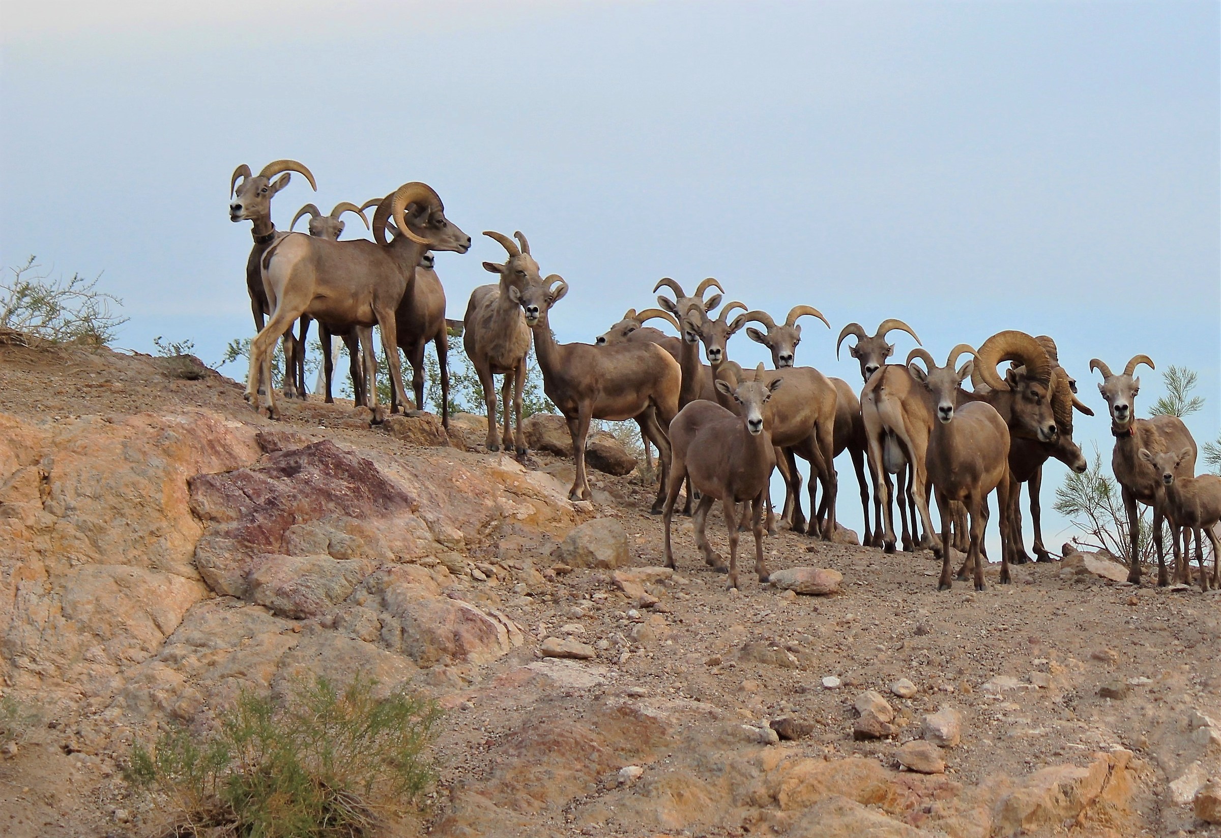 the herd - desert bighorns