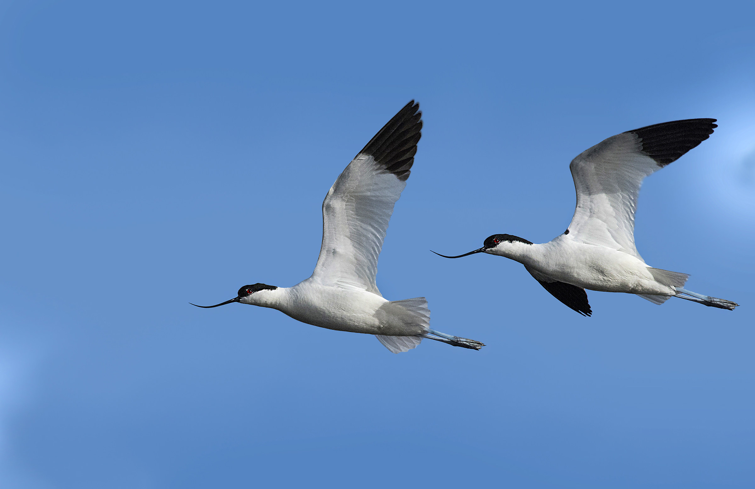 Avocets