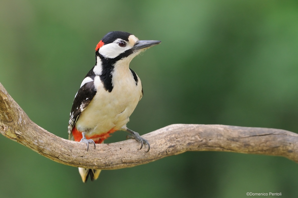 Great Spotted Woodpecker