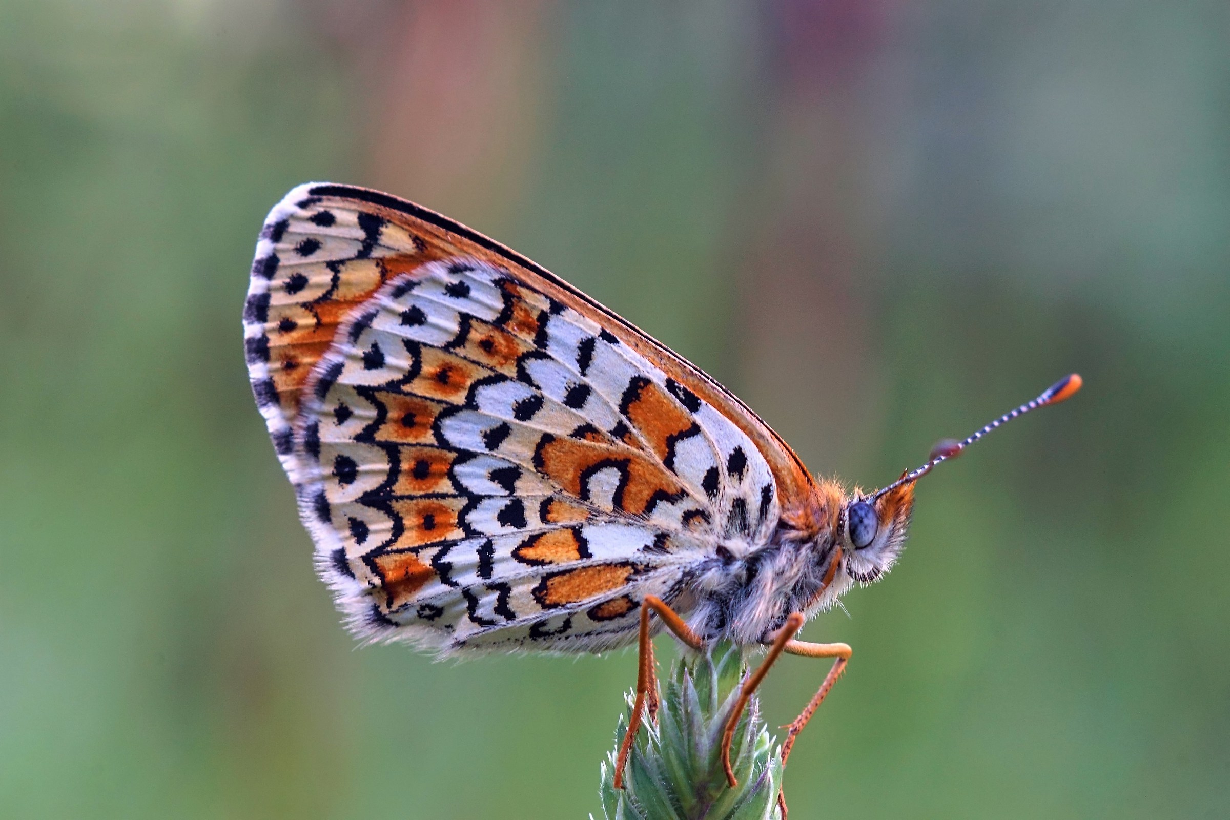 Melitaea