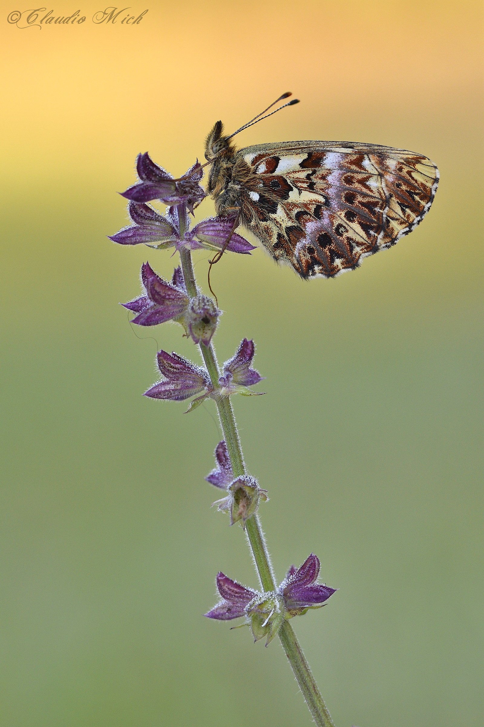Boloria Titan