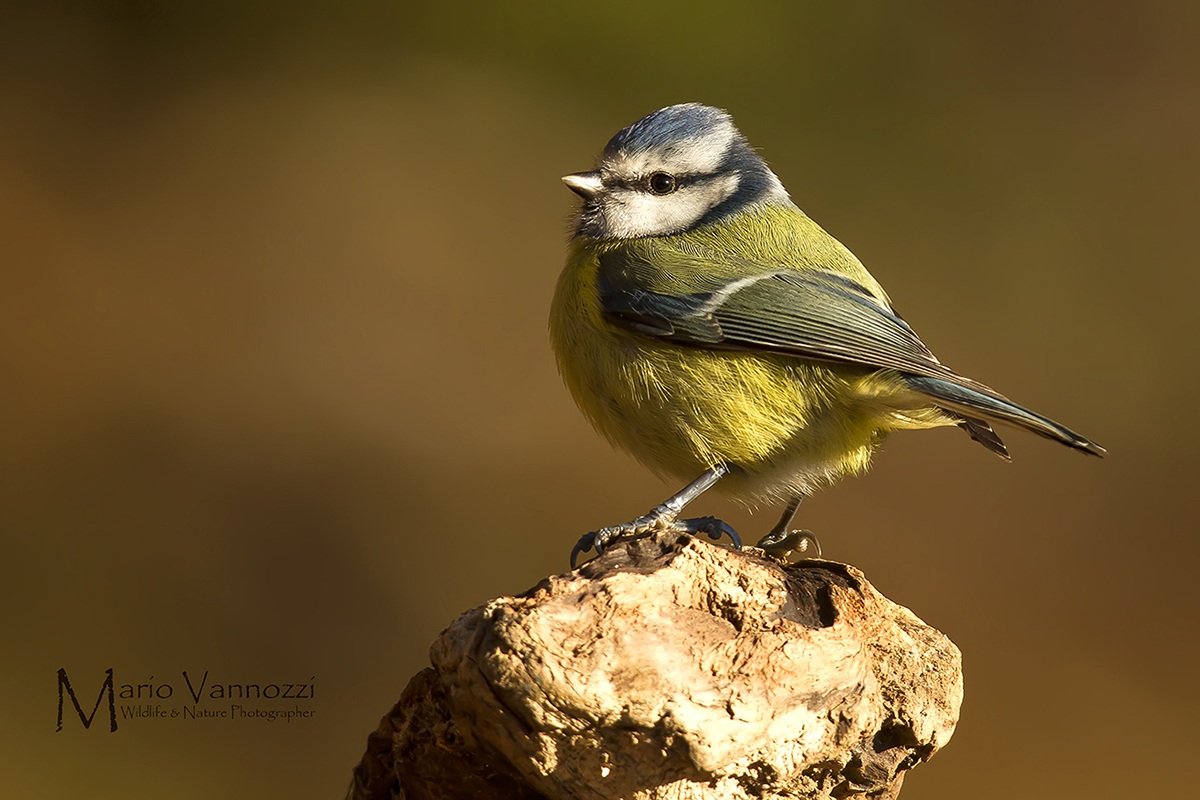 Blue Tit