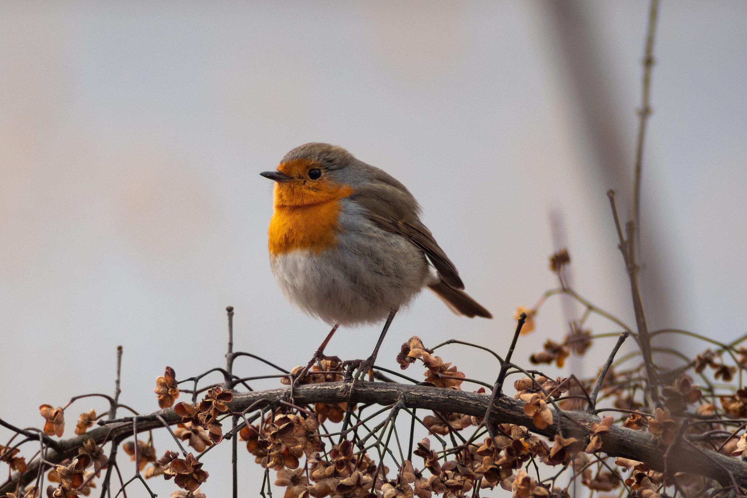 Robin at Lake Revine Lakes