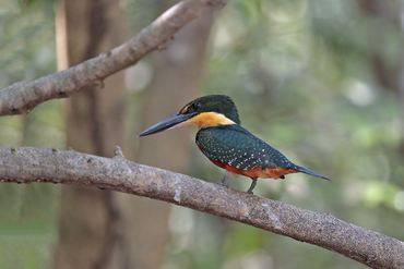Chloroceryle inda