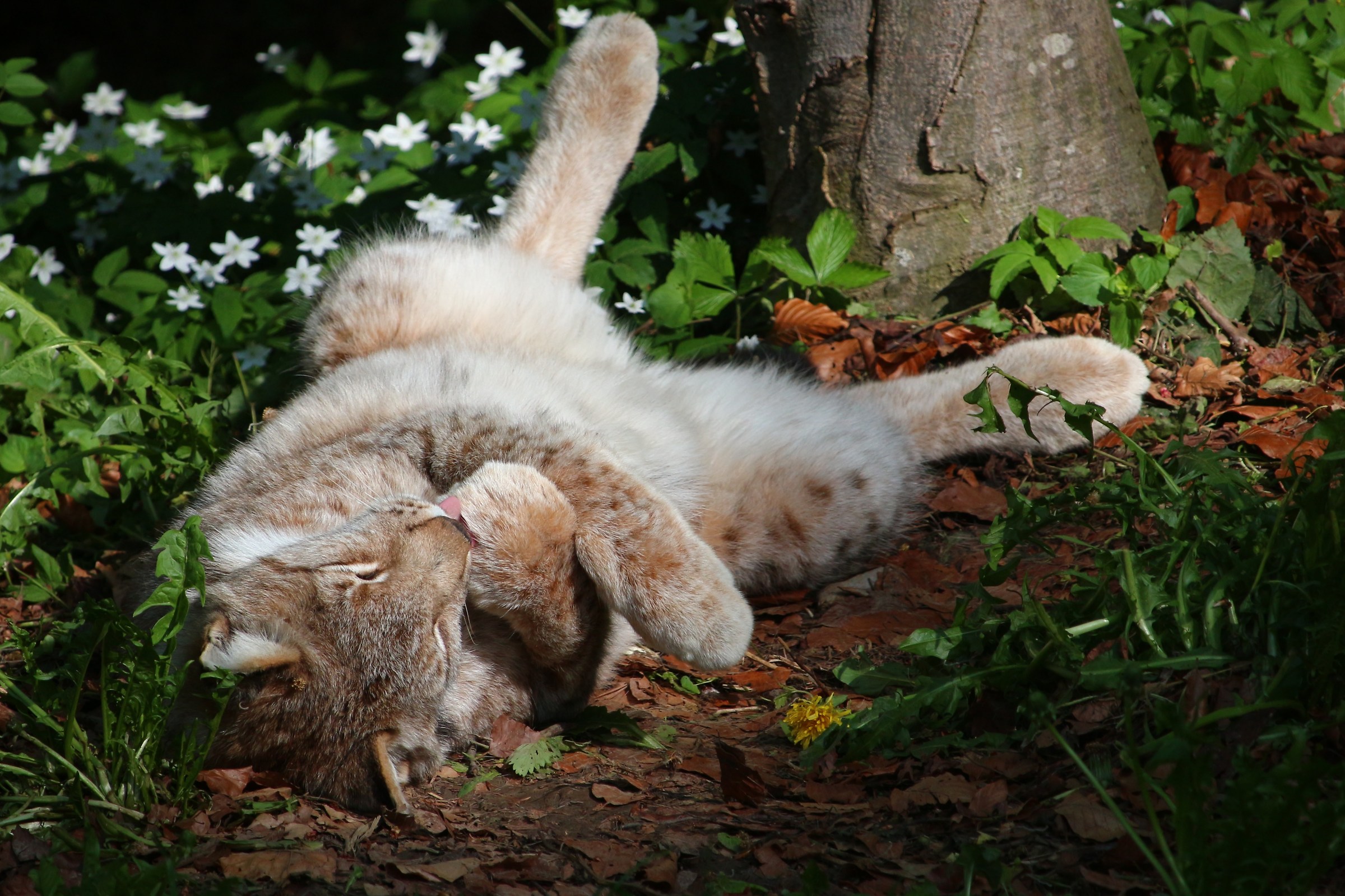 Lince of Spormaggiore