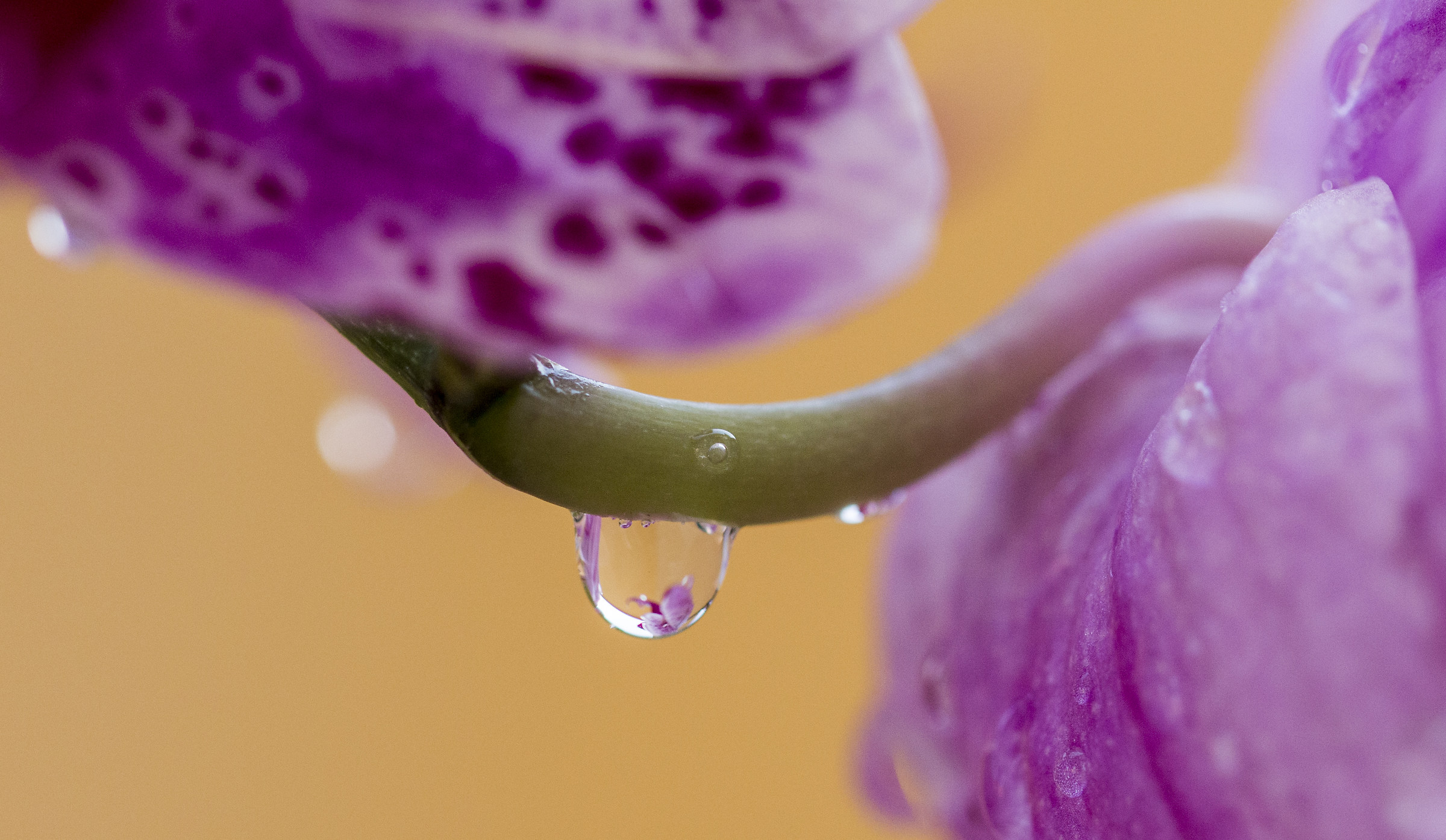 The orchid in the drop.